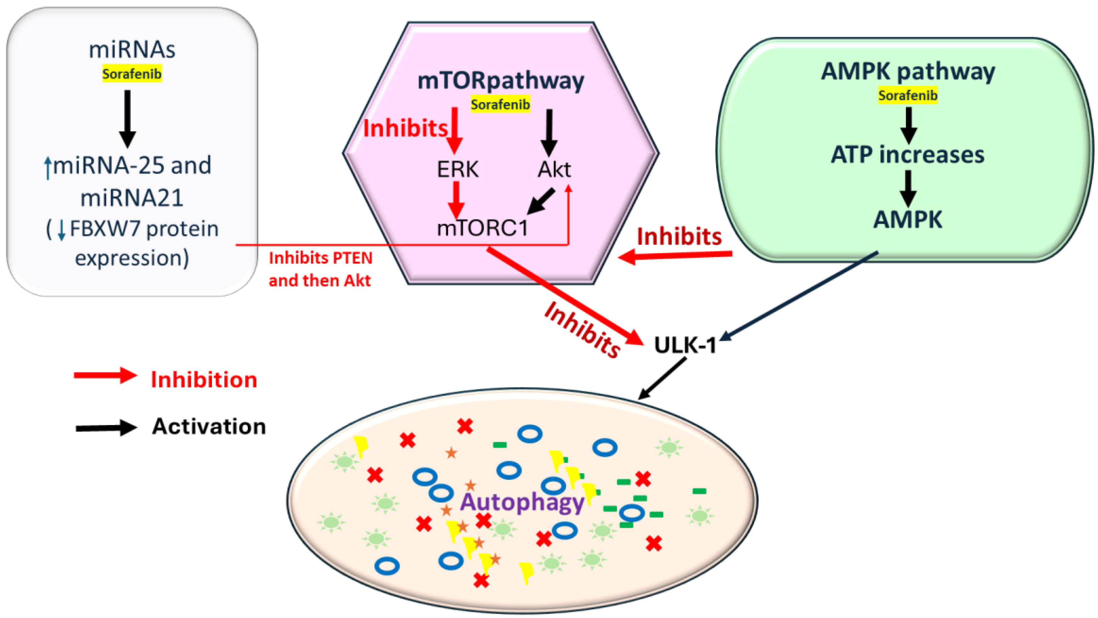 Cancers 16 03904 g002