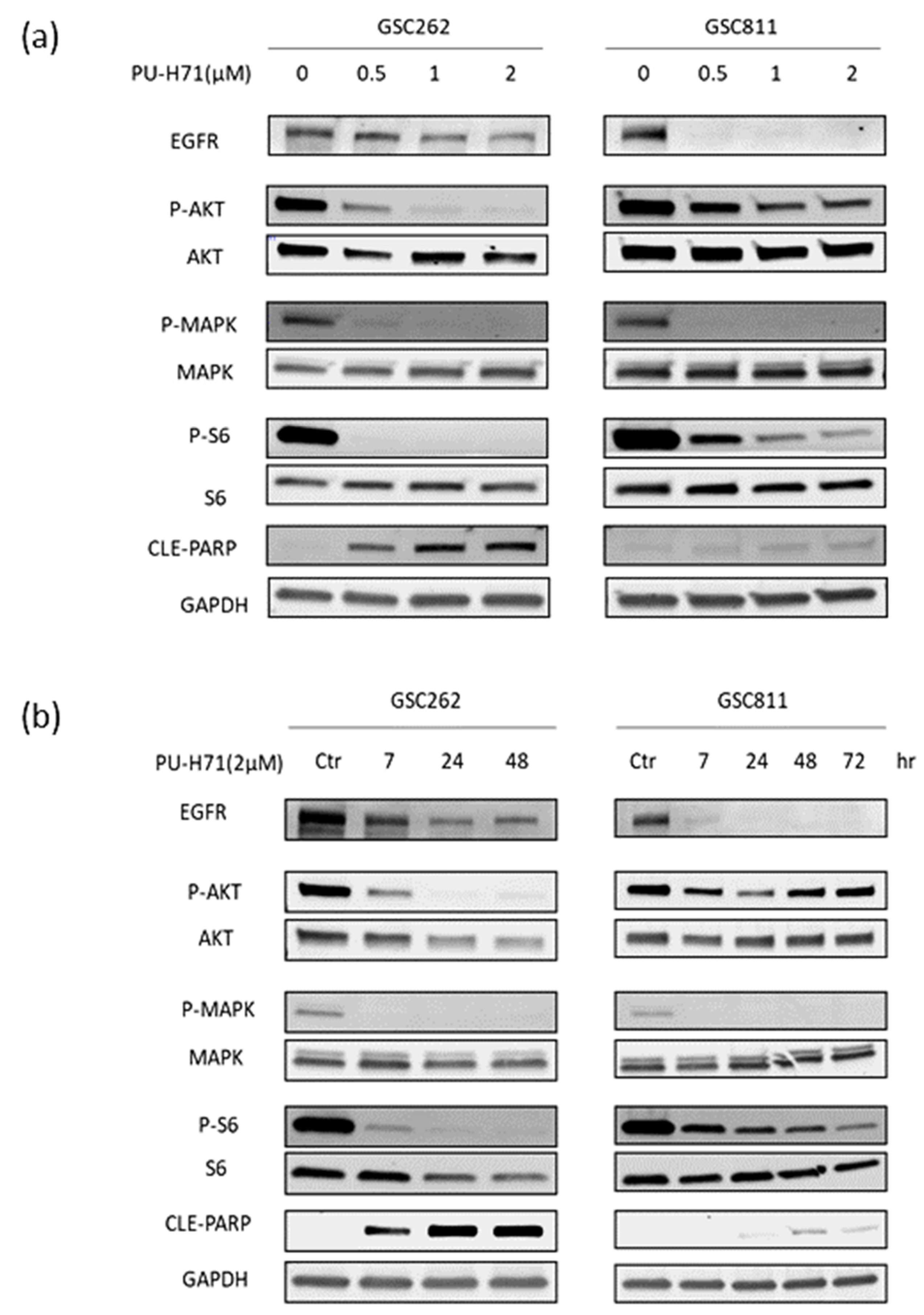 Cancers 16 03934 g005