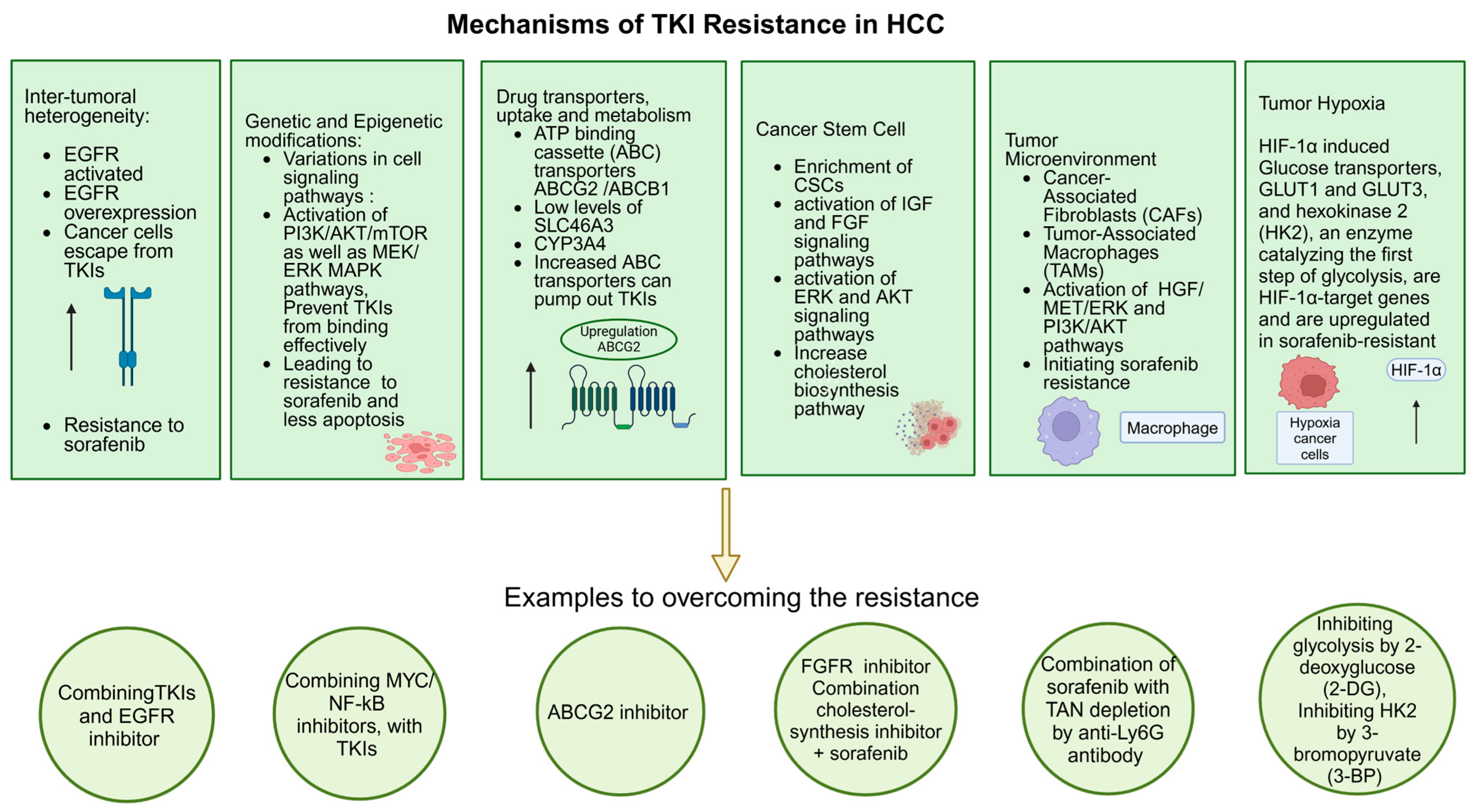 Cancers 16 03944 g006