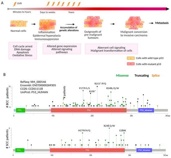 Cancers 16 03978 g001