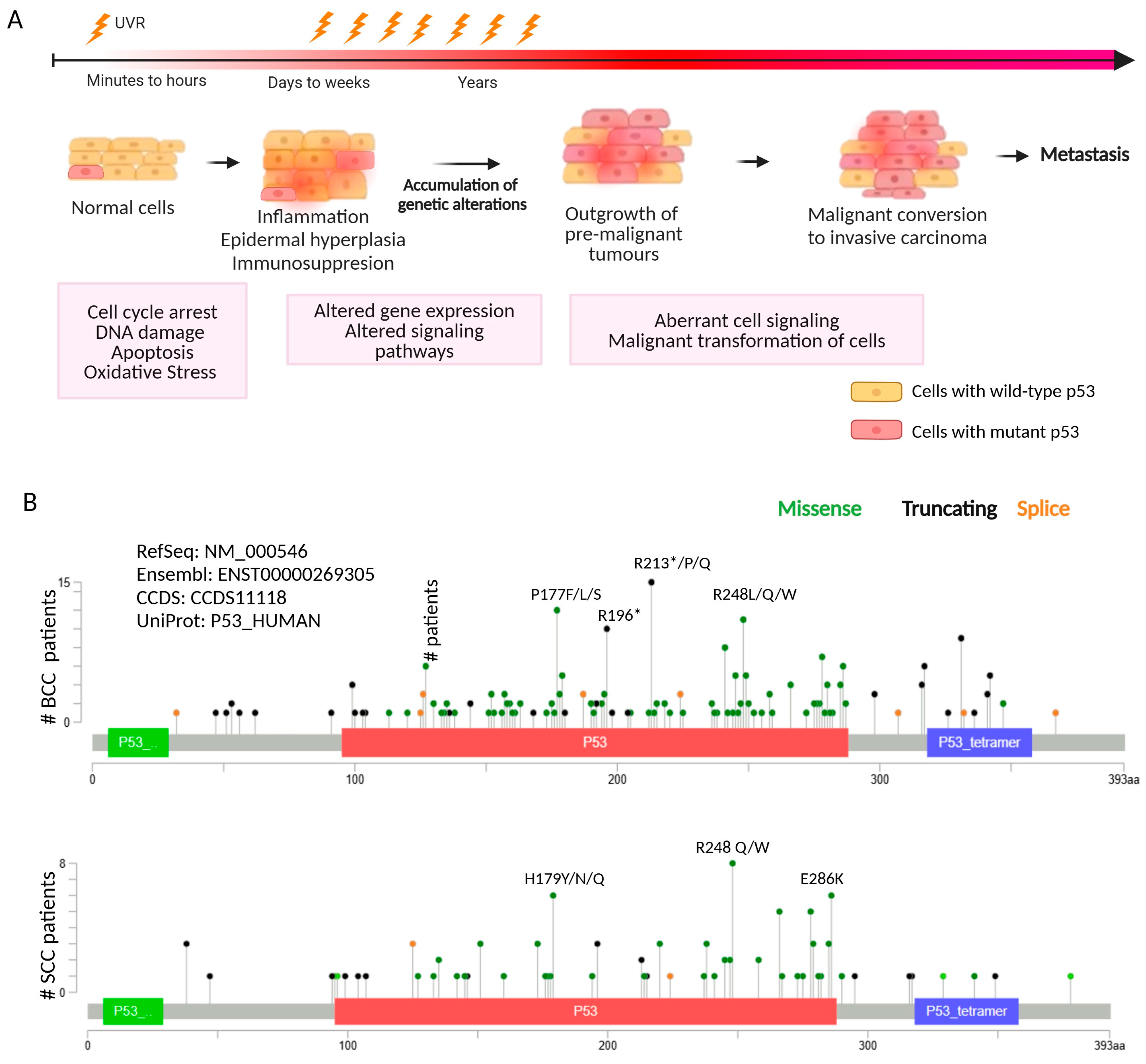 Cancers 16 03978 g001