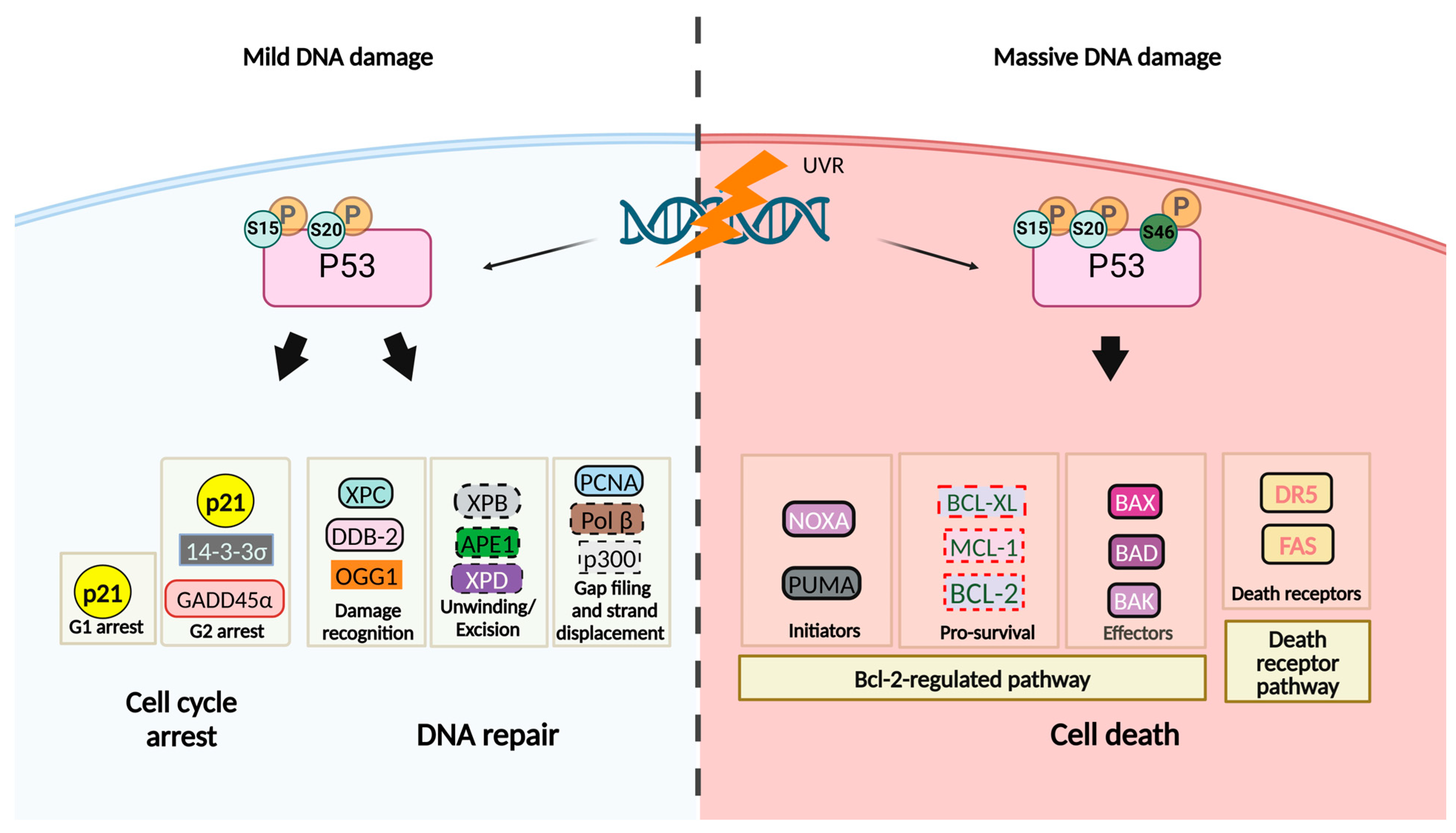 Cancers 16 03978 g002