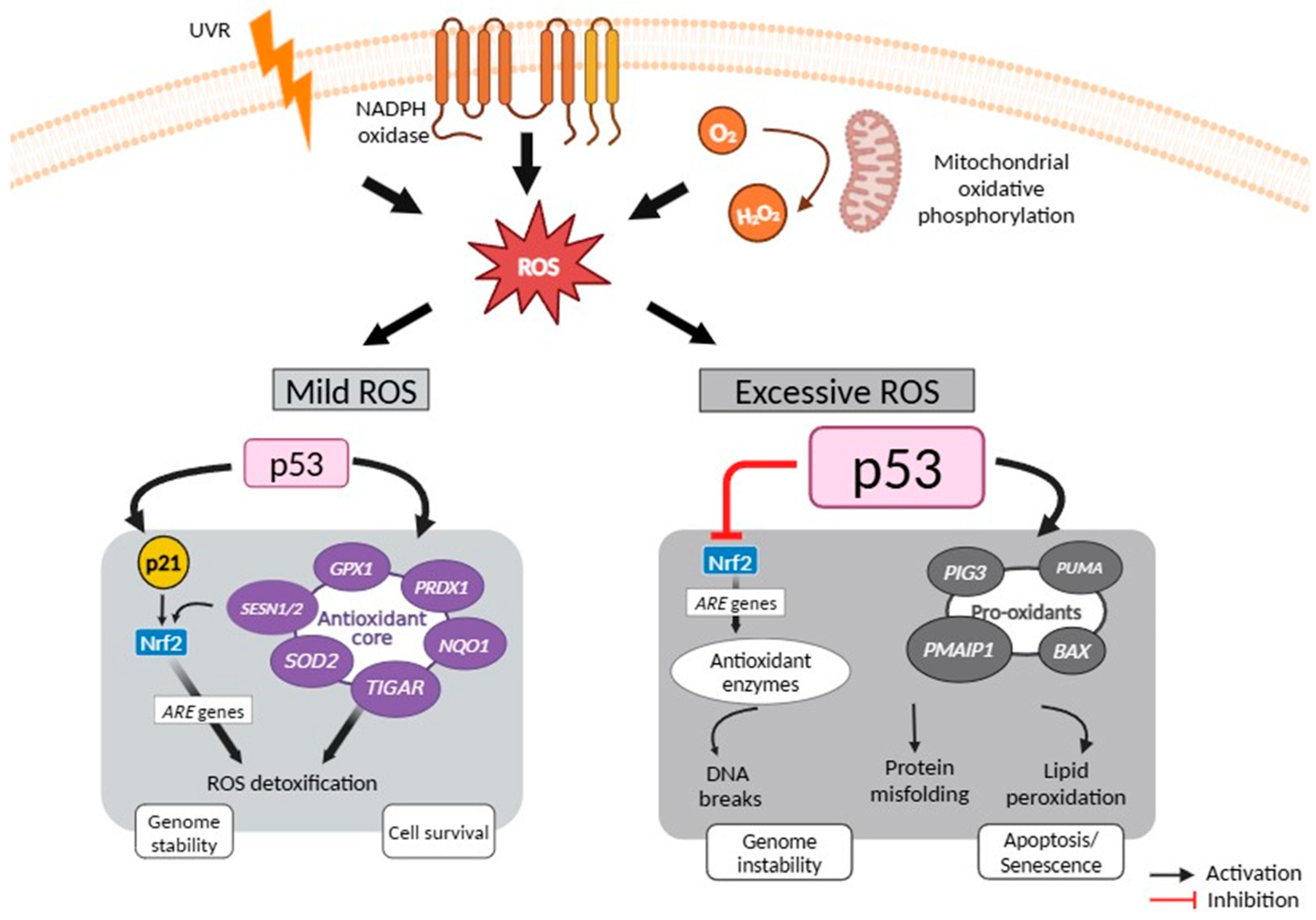 Cancers 16 03978 g003