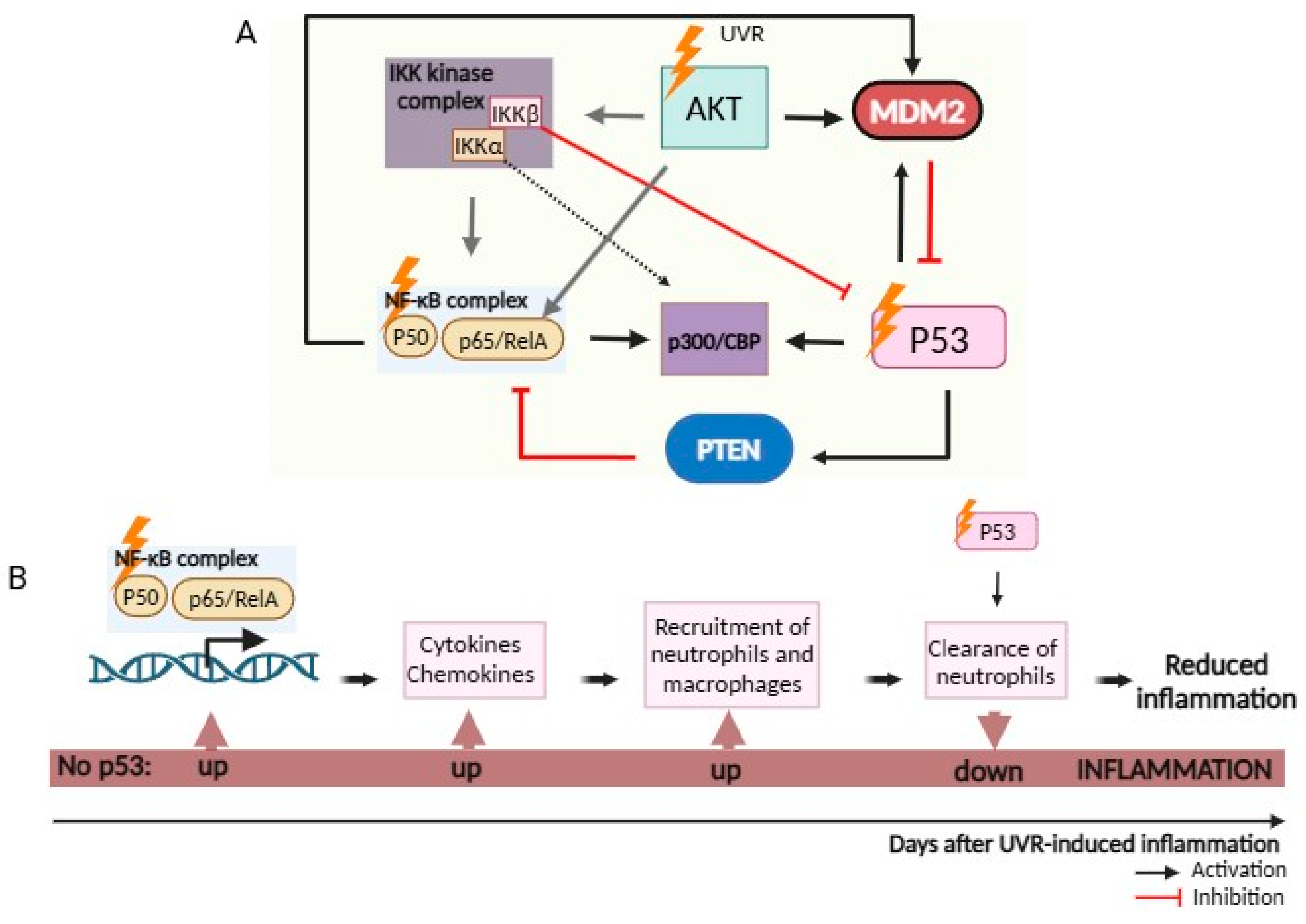 Cancers 16 03978 g004