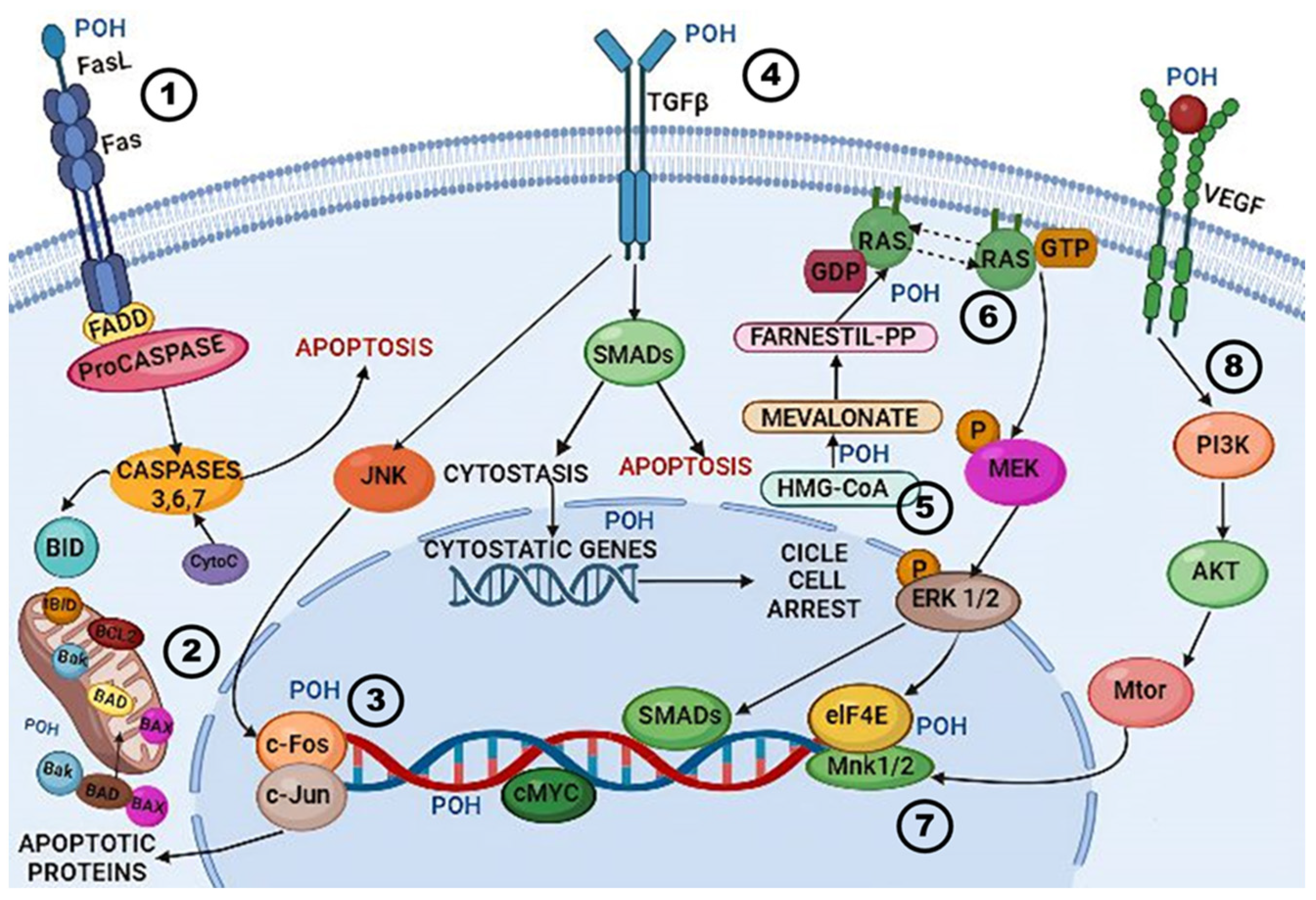 Cancers 16 04003 g002