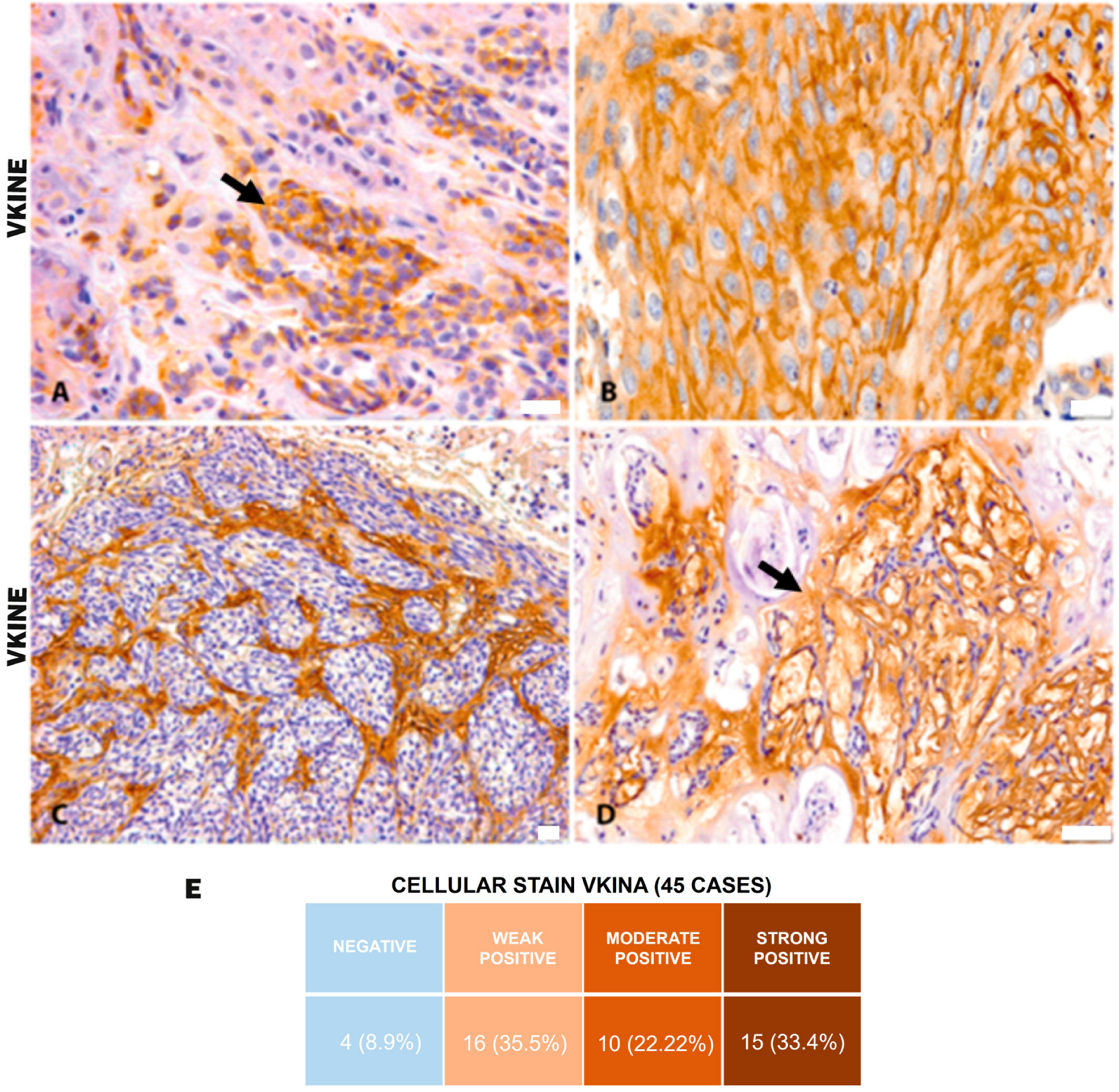 Cancers 16 04057 g002