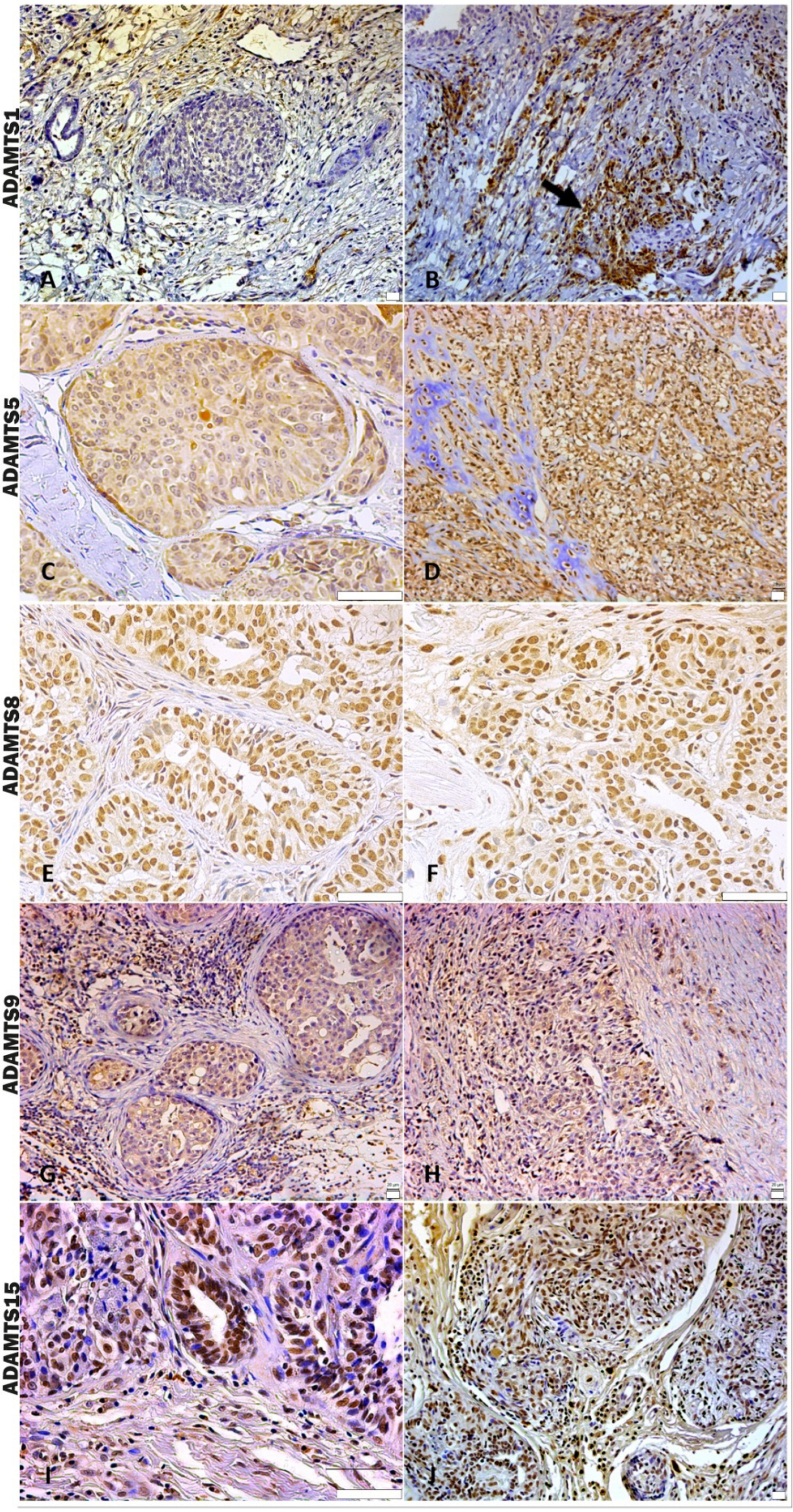 Cancers 16 04057 g003