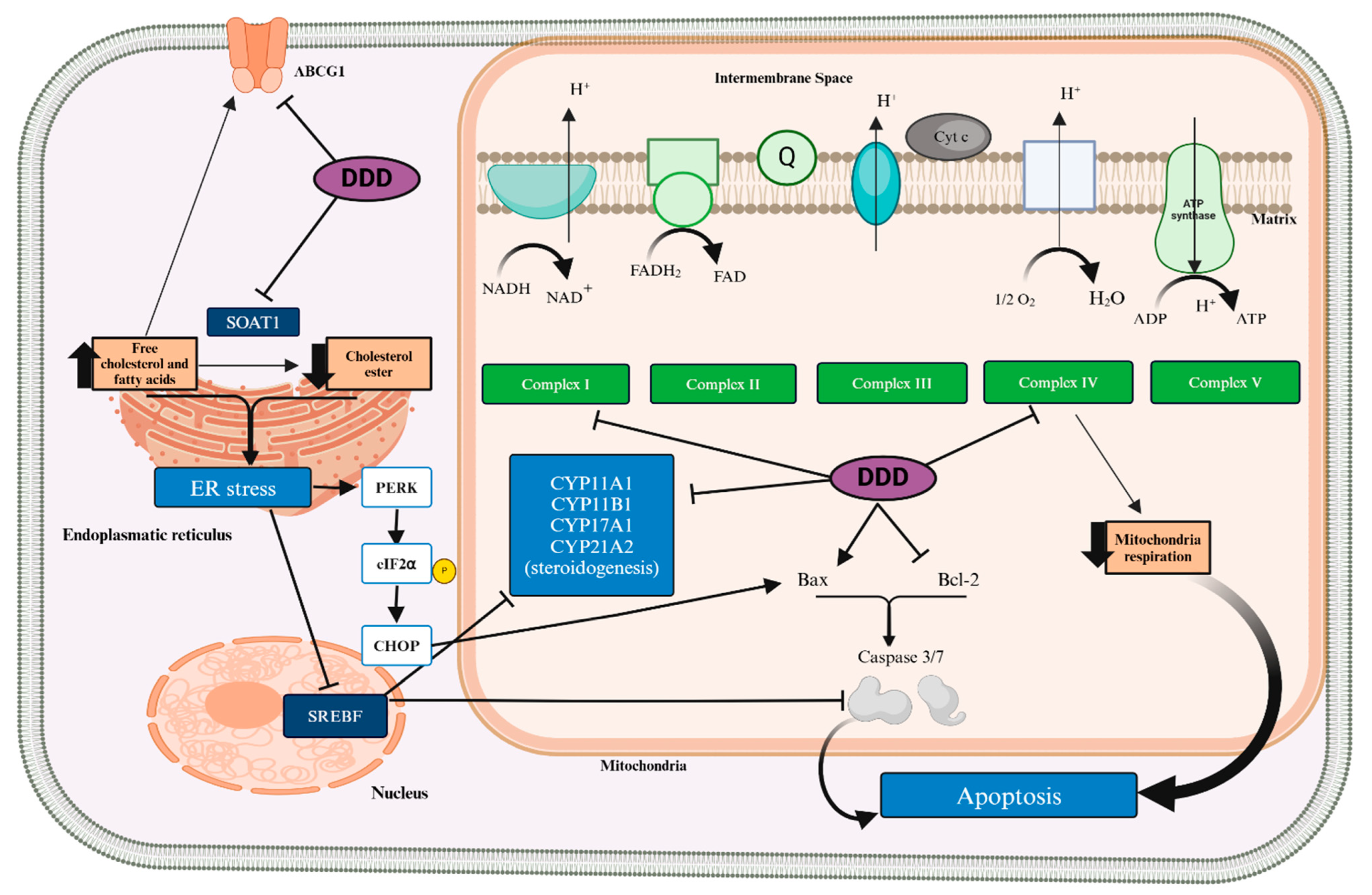 Cancers 16 04061 g002
