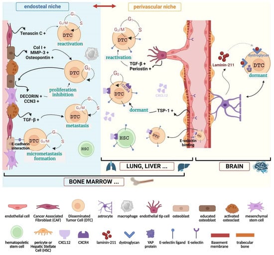 Cancers 16 04076 g001