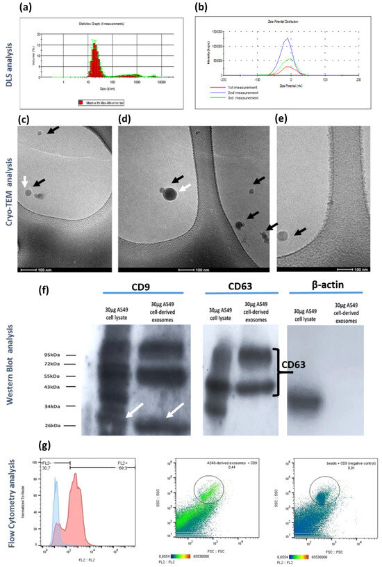 Cancers 16 04123 g002