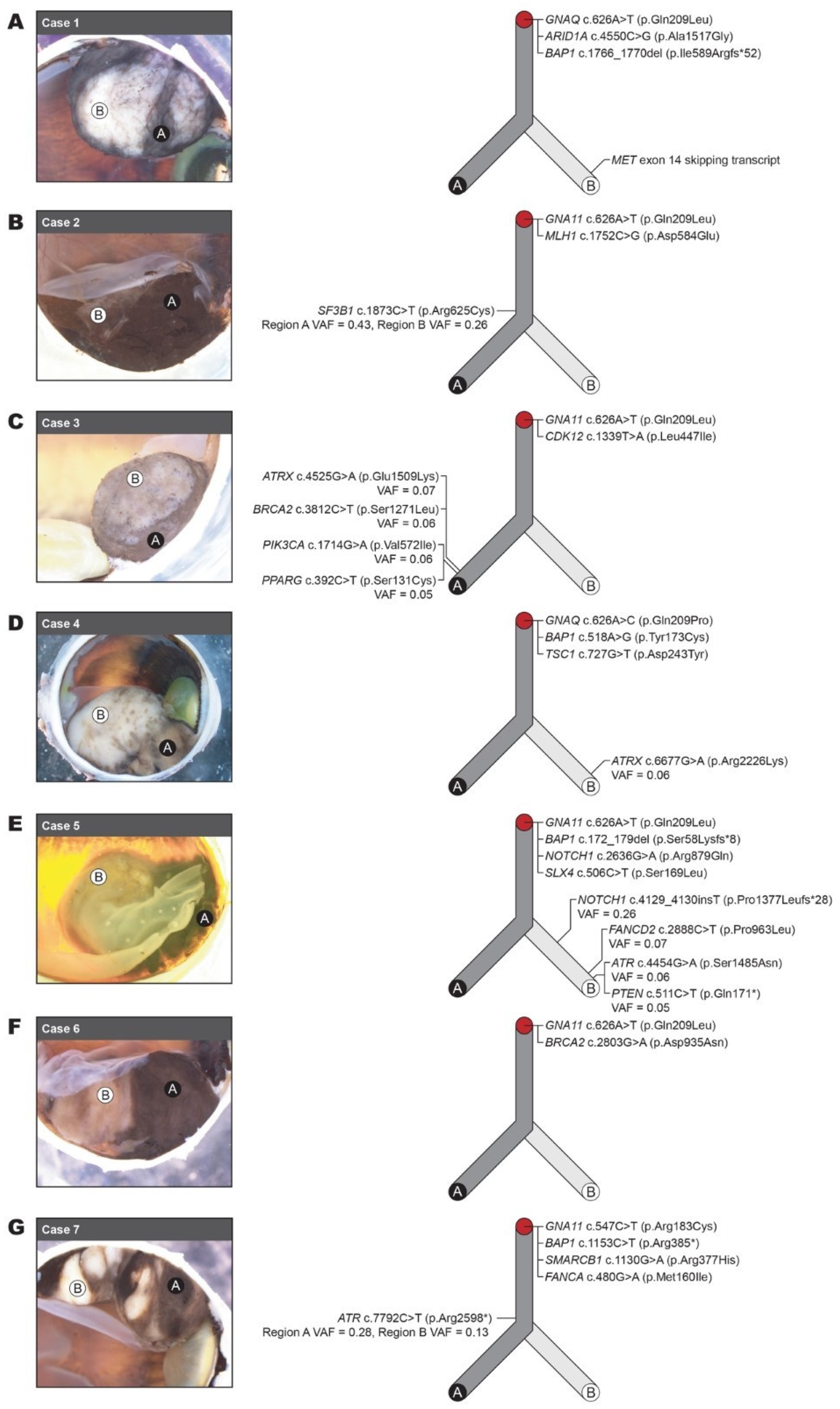 Cancers 16 04152 g001 Cancers 16 04152 g001