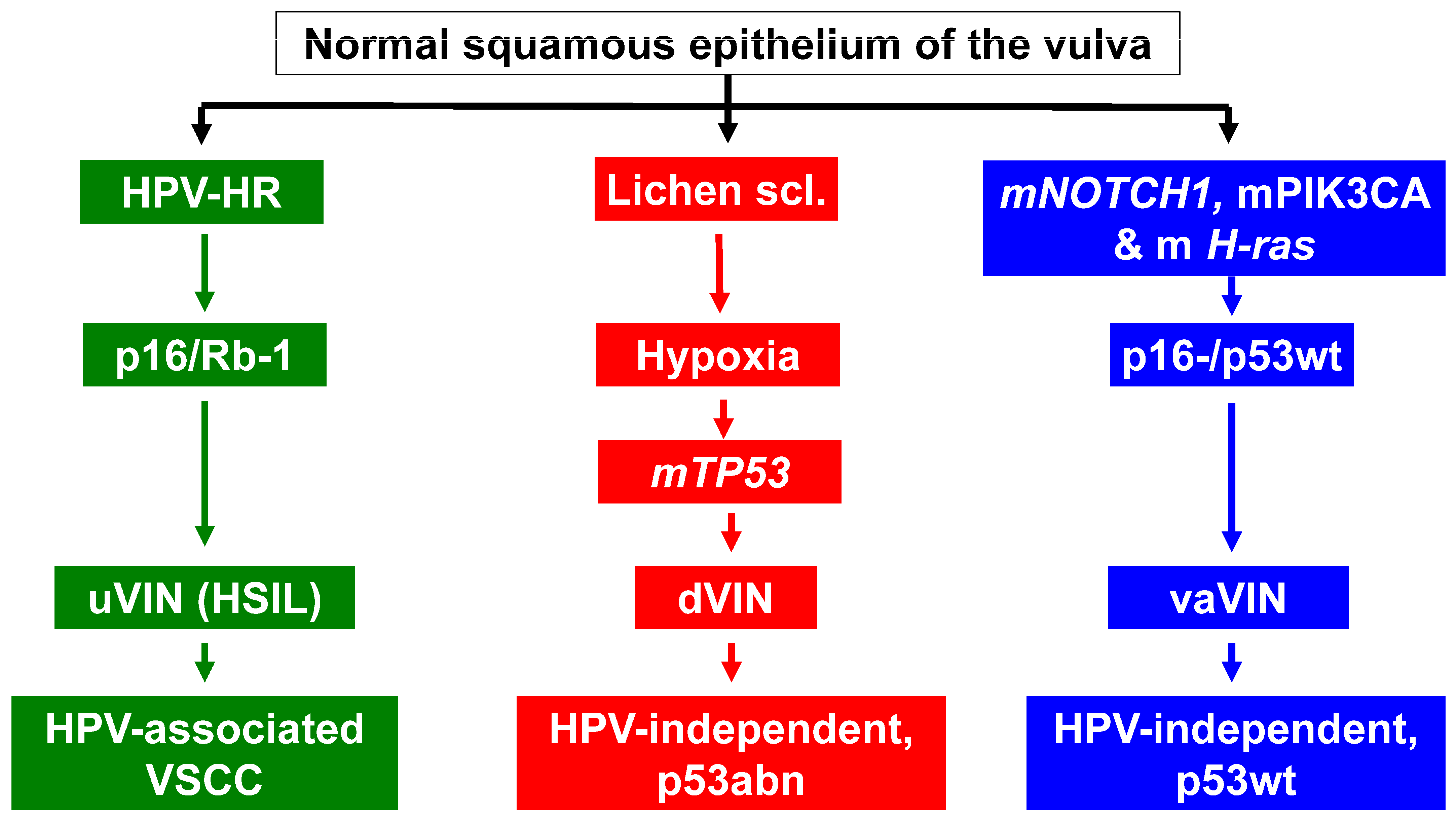 Cancers 16 04216 g002