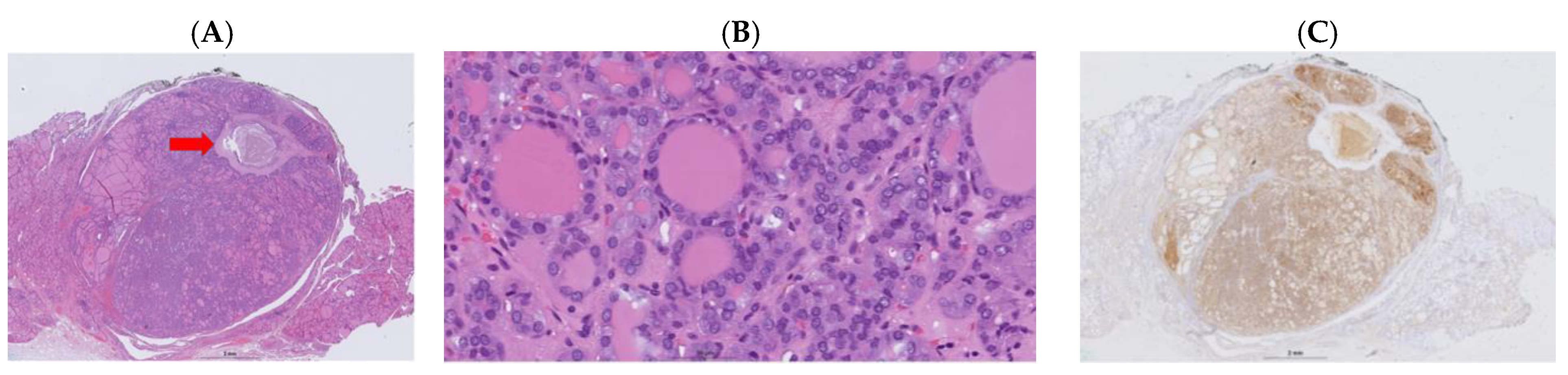 Cancers 16 04249 g001