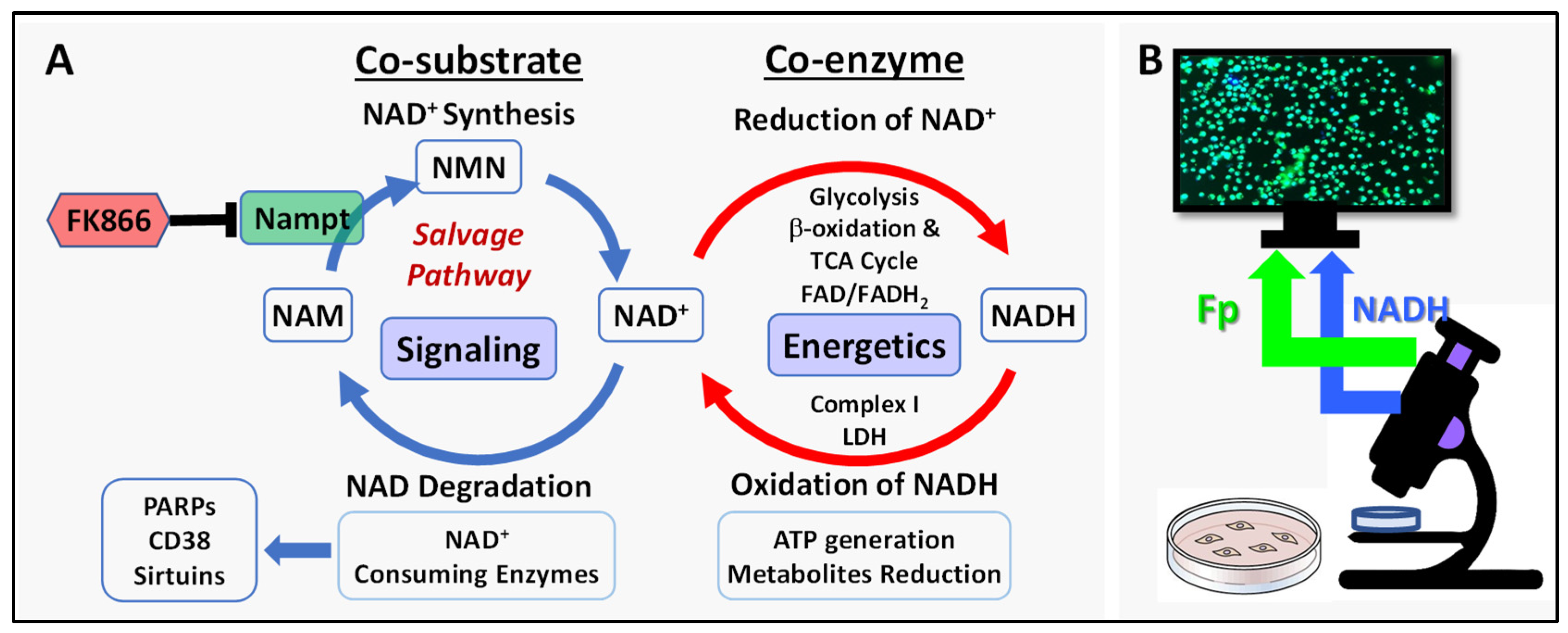 Cancers 17 00007 g001