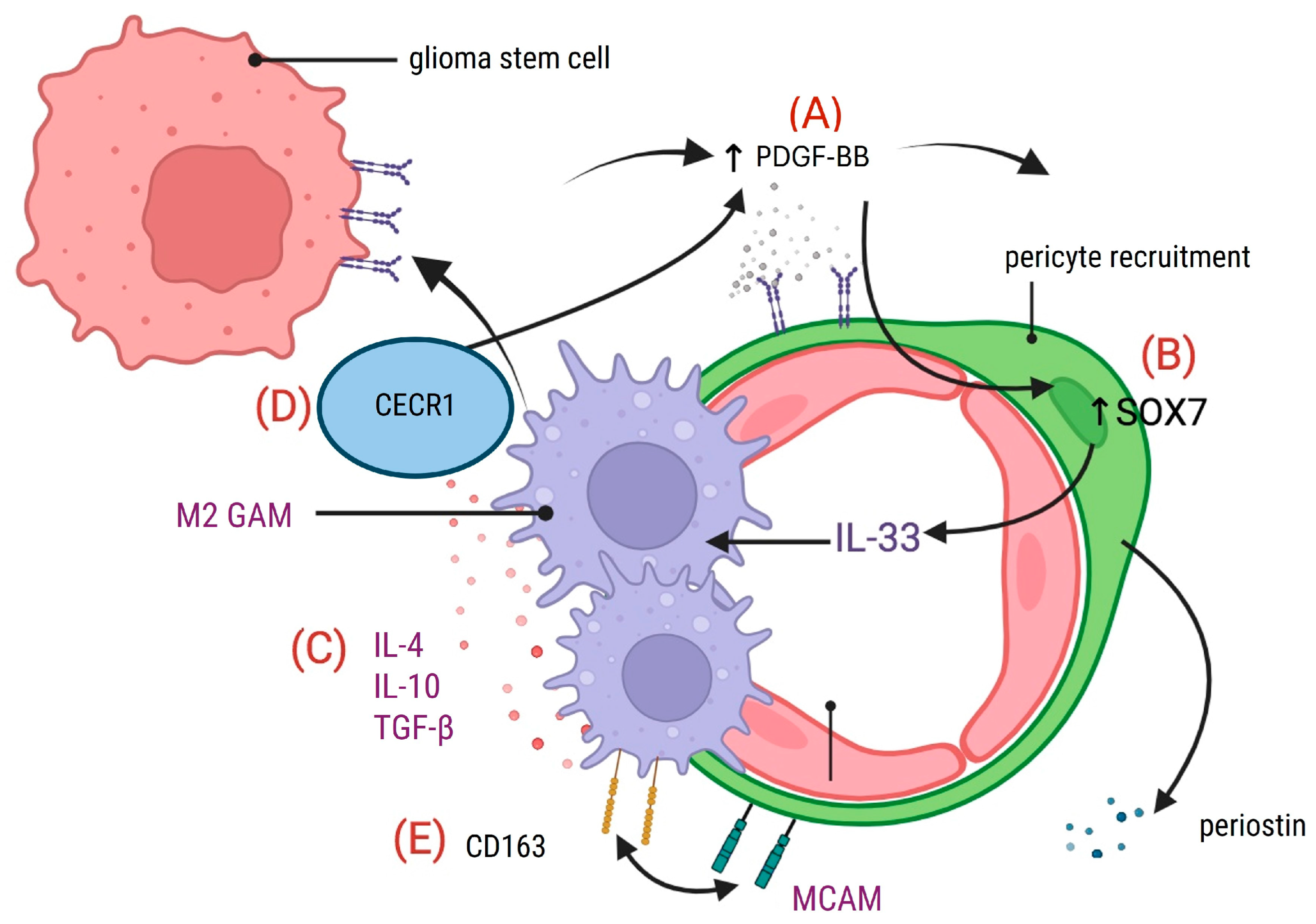 Cancers 17 00015 g004
