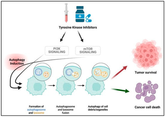 Cancers 17 00059 g005