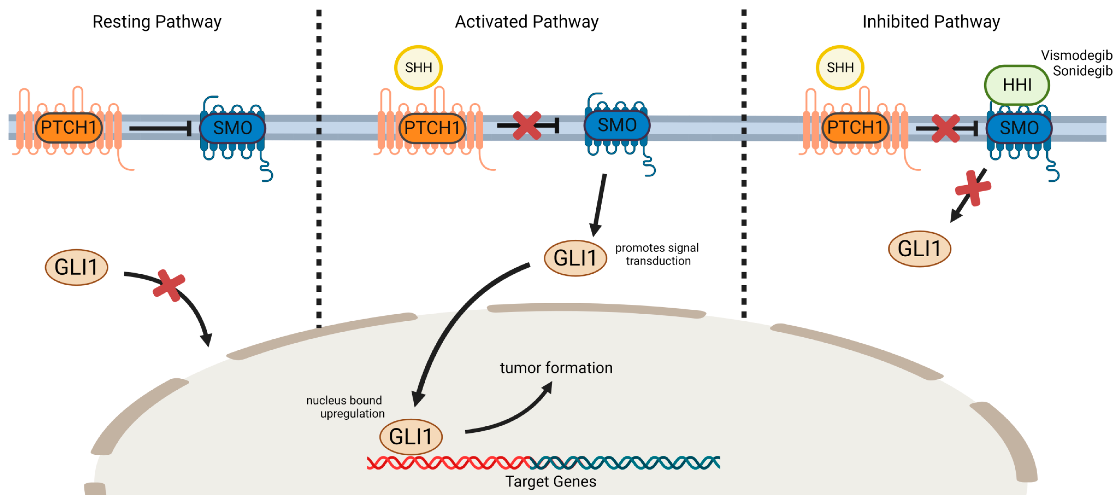 Cancers 17 00068 g001