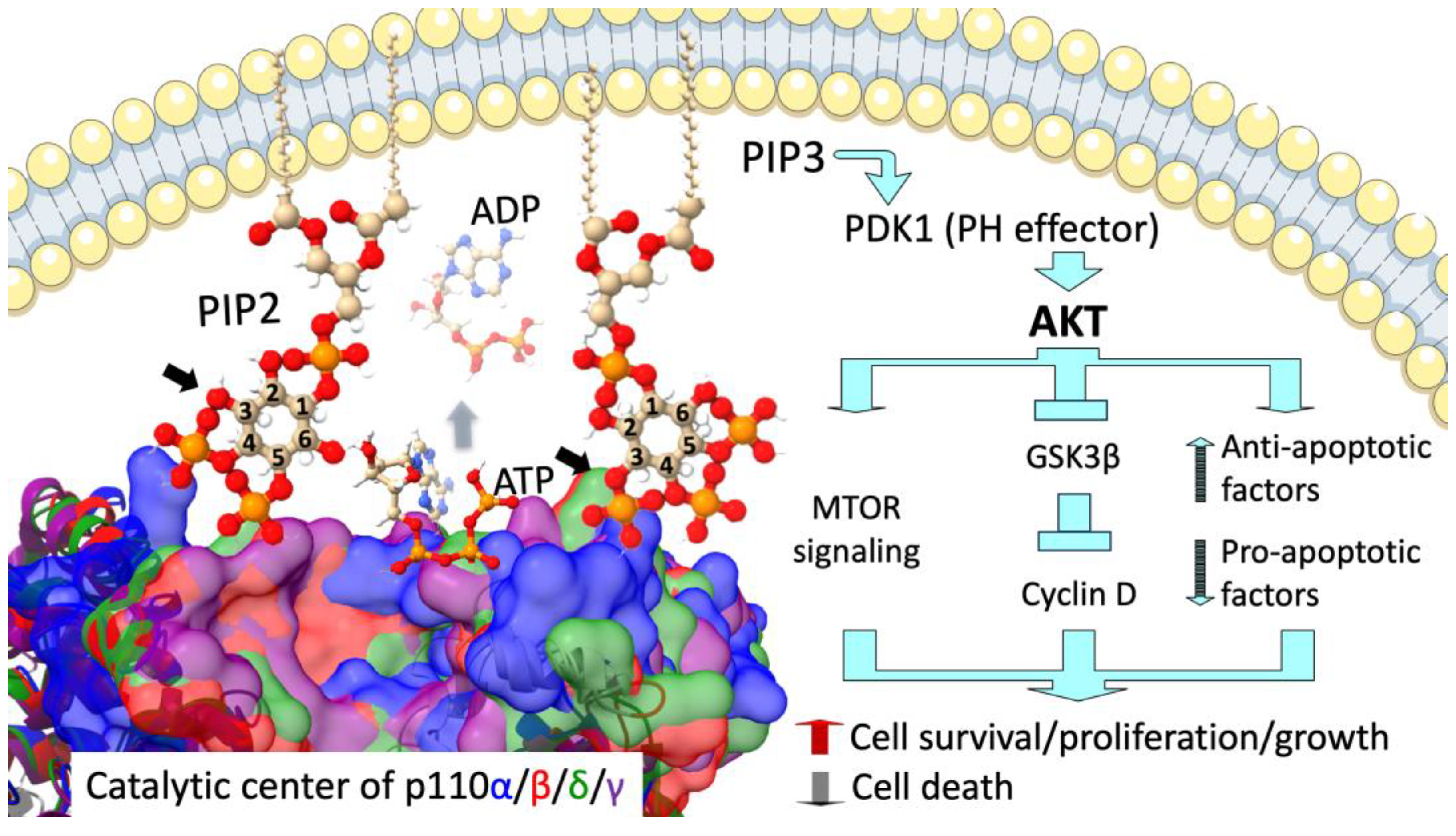 Cancers 17 00077 g001 Cancers 17 00077 g001
