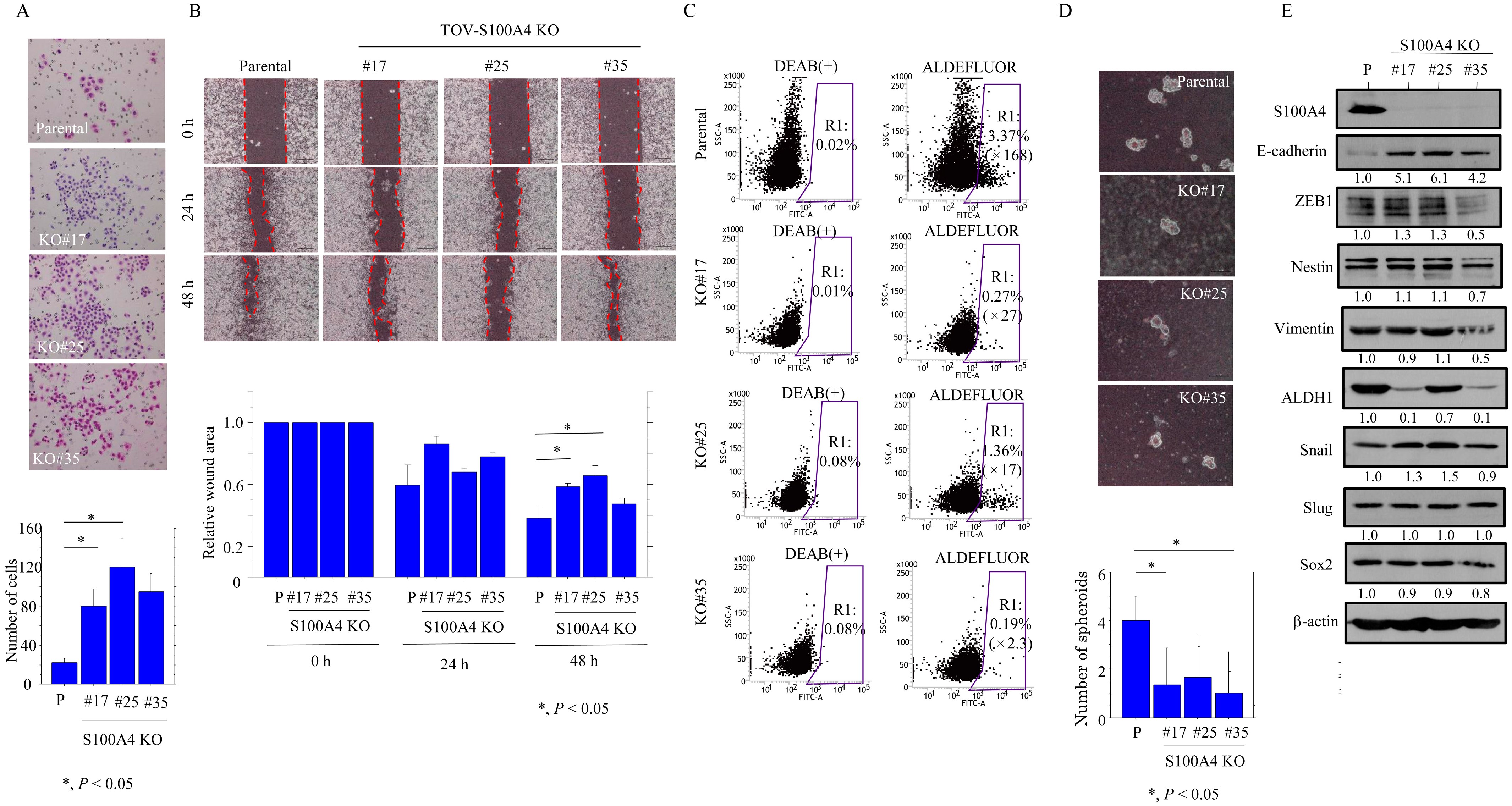 Cancers 17 00184 g005
