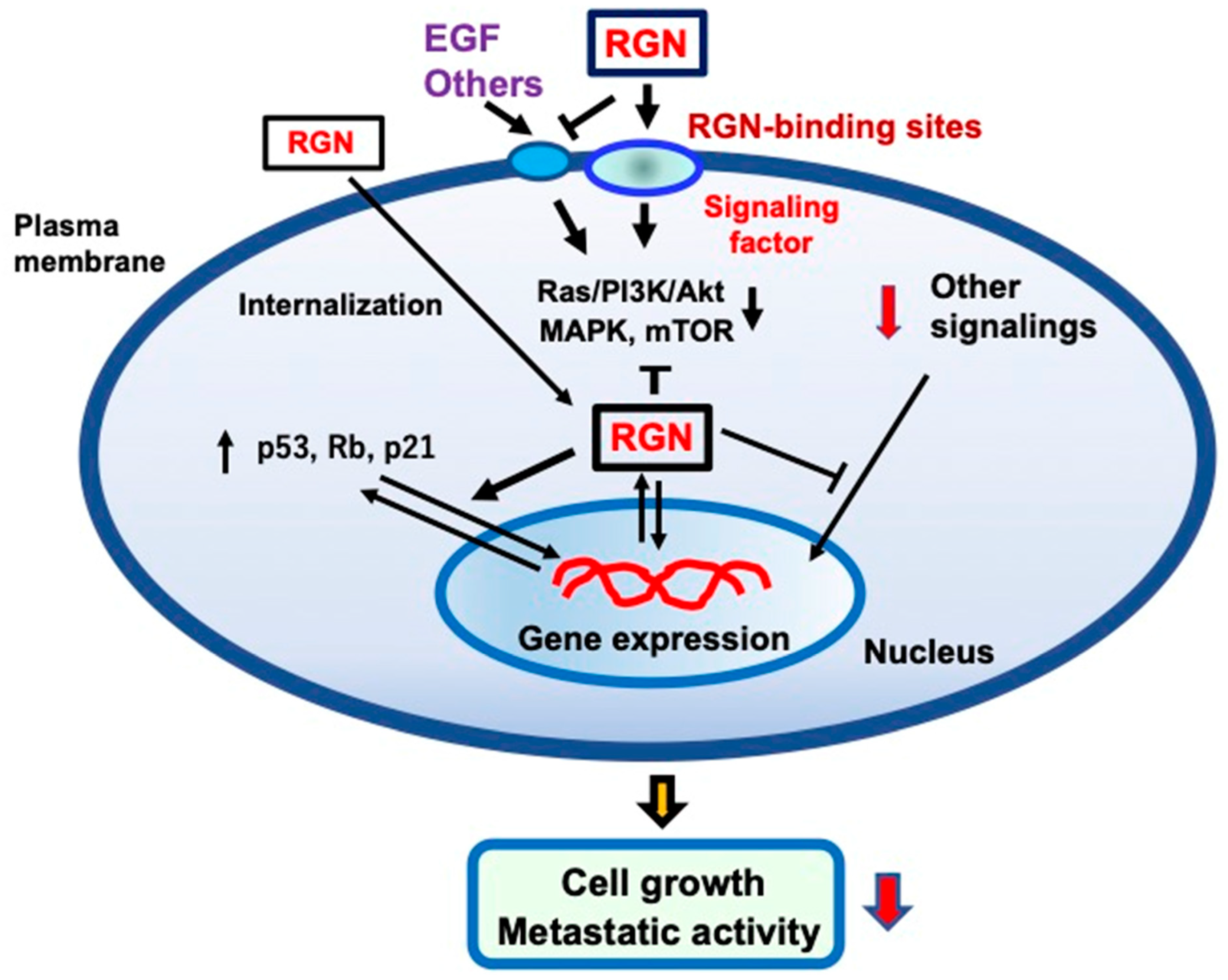 Cancers 17 00240 g001