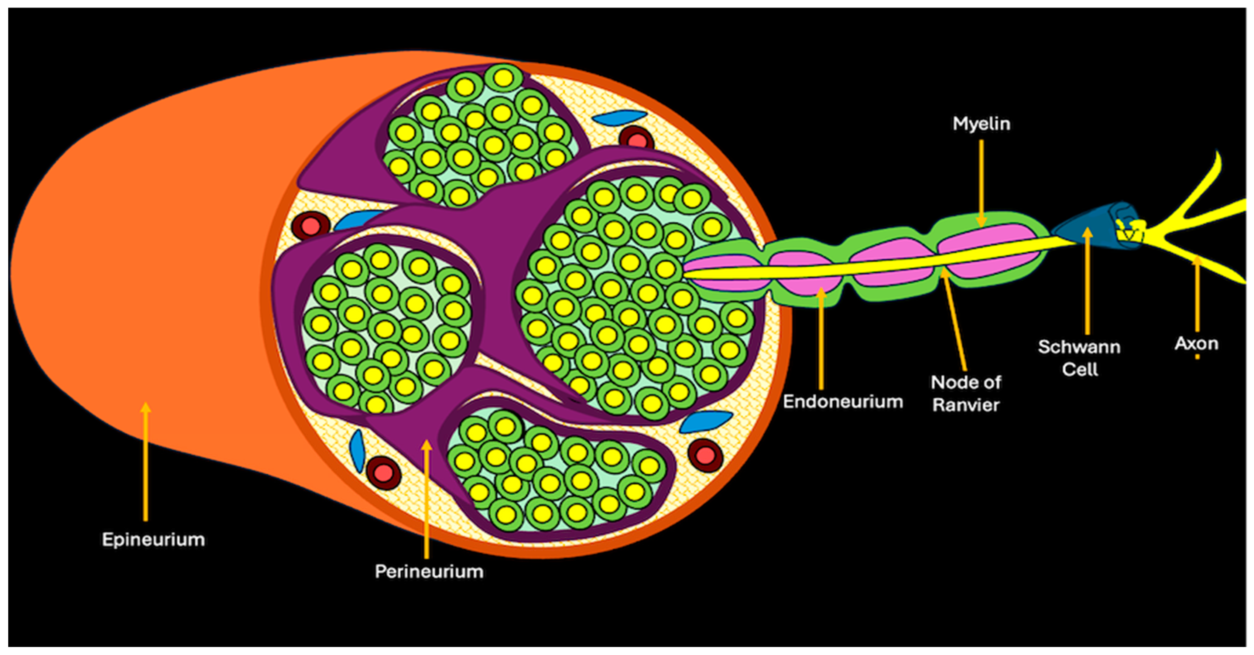 Cancers 17 00246 g001