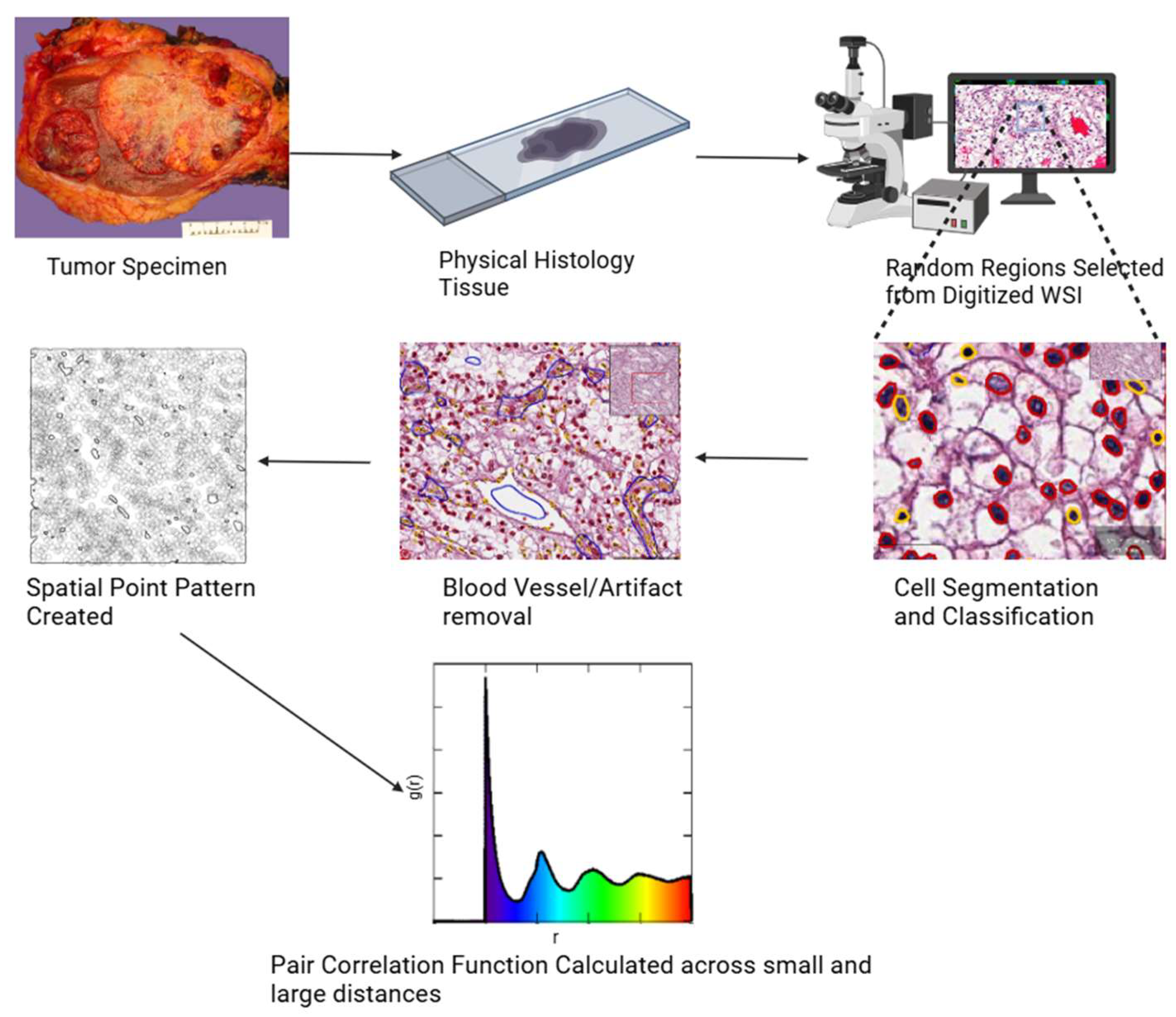 Cancers 17 00249 g001