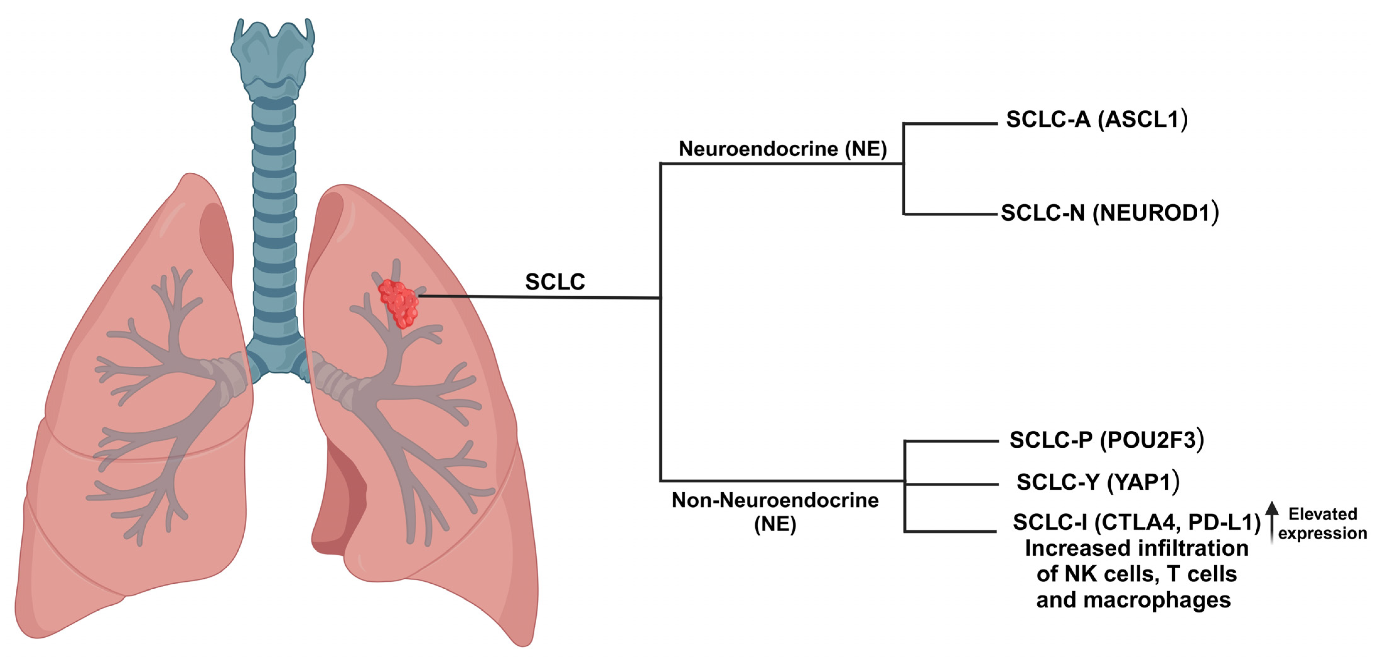Cancers 17 00255 g001