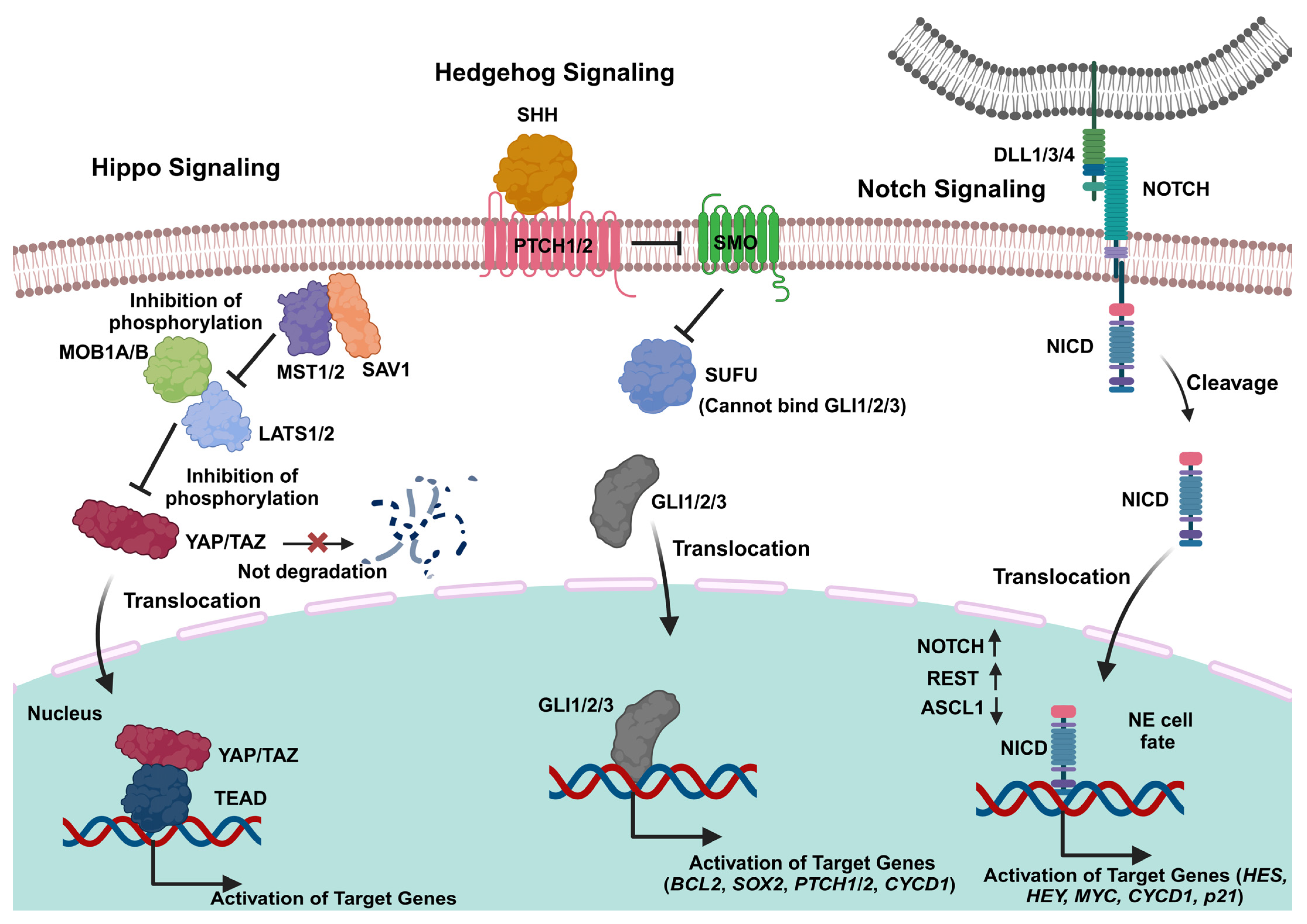 Cancers 17 00255 g002