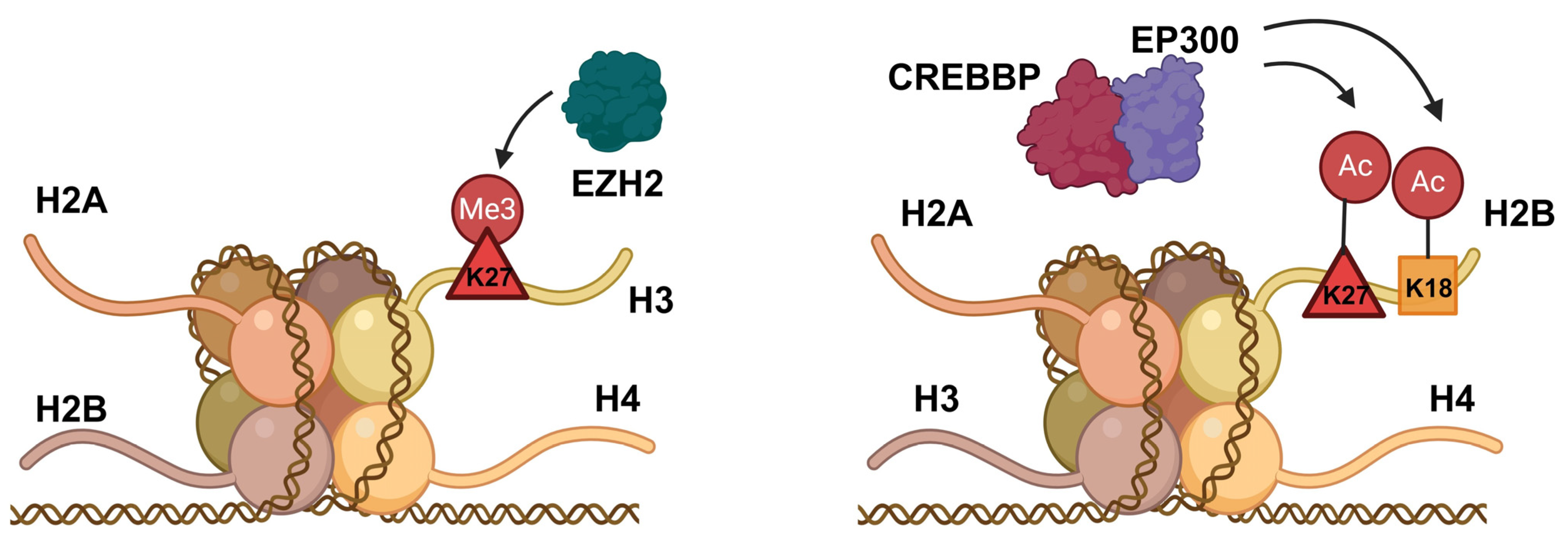 Cancers 17 00255 g003