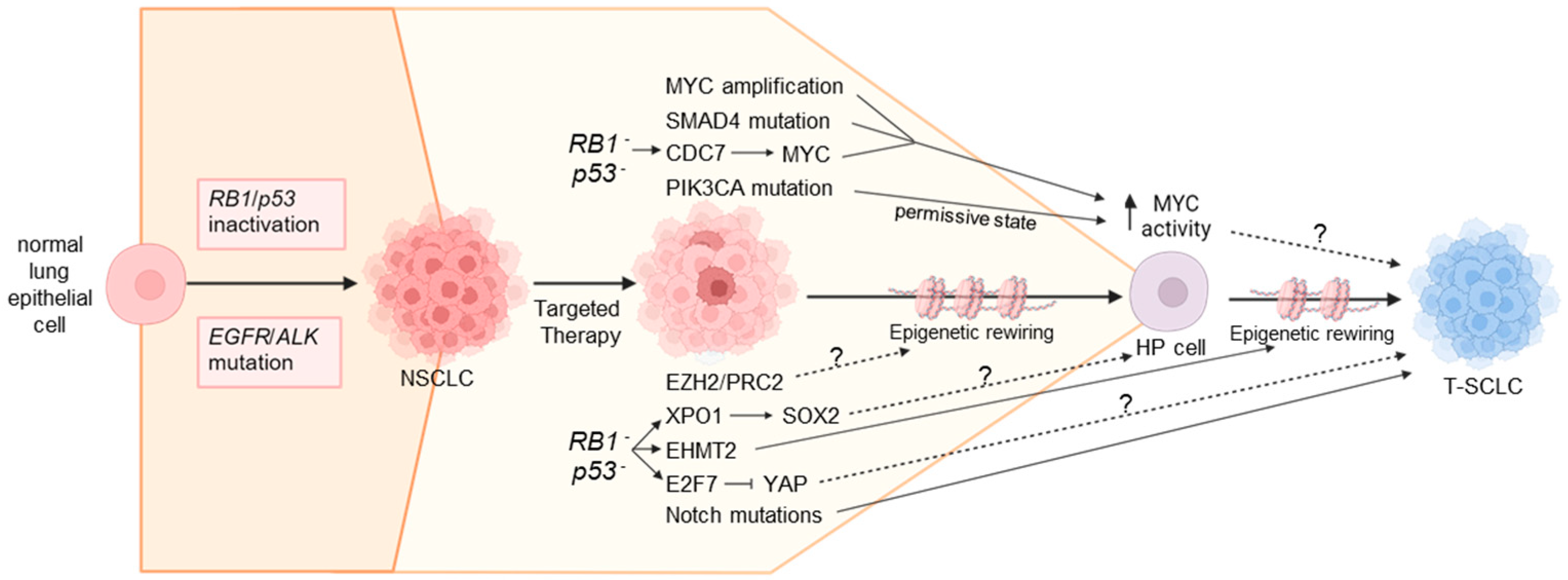 Cancers 17 00260 g003