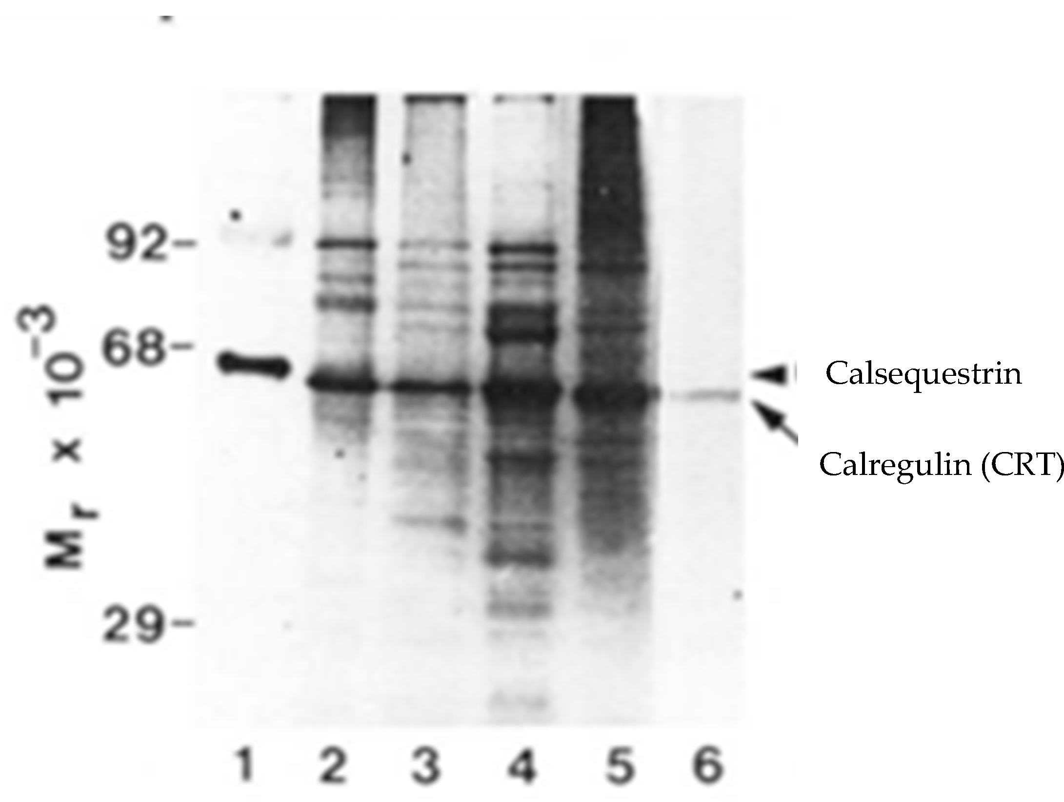 Cancers 17 00288 g002