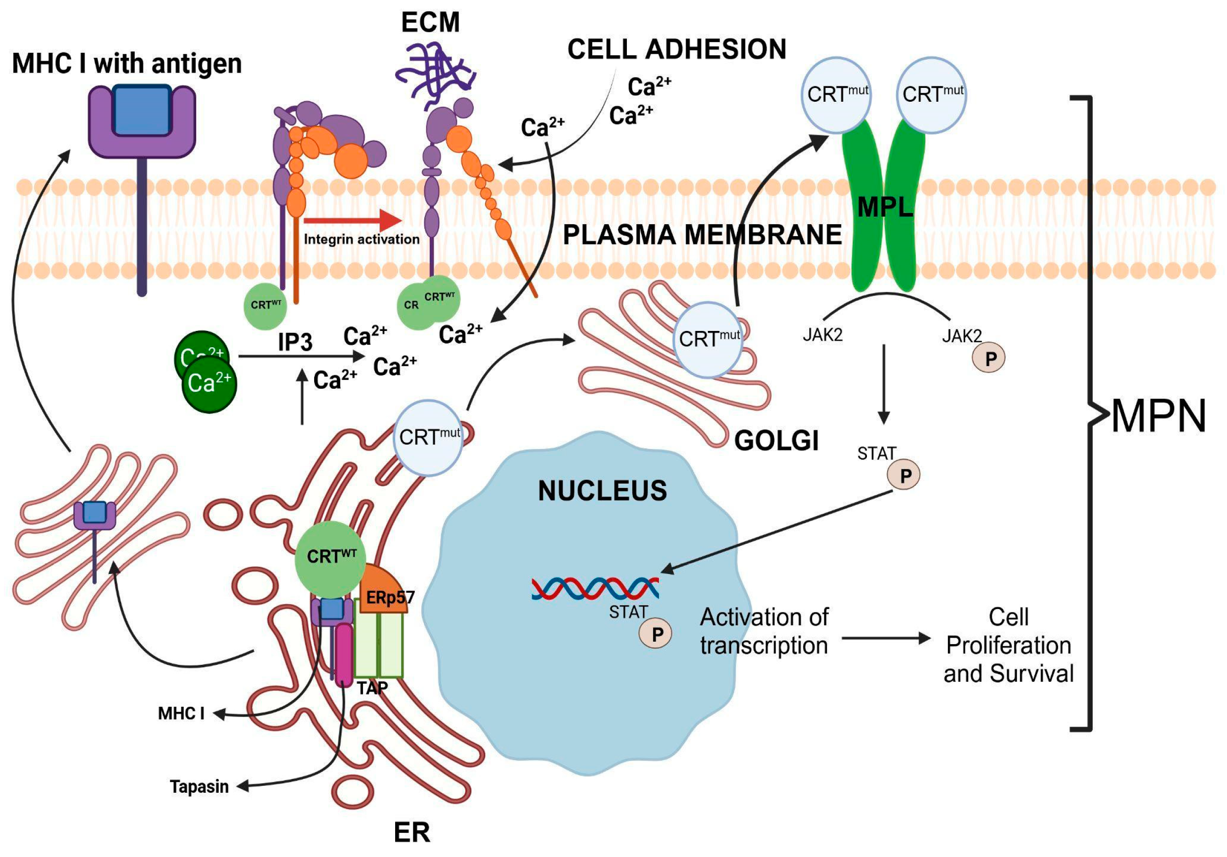 Cancers 17 00288 g004