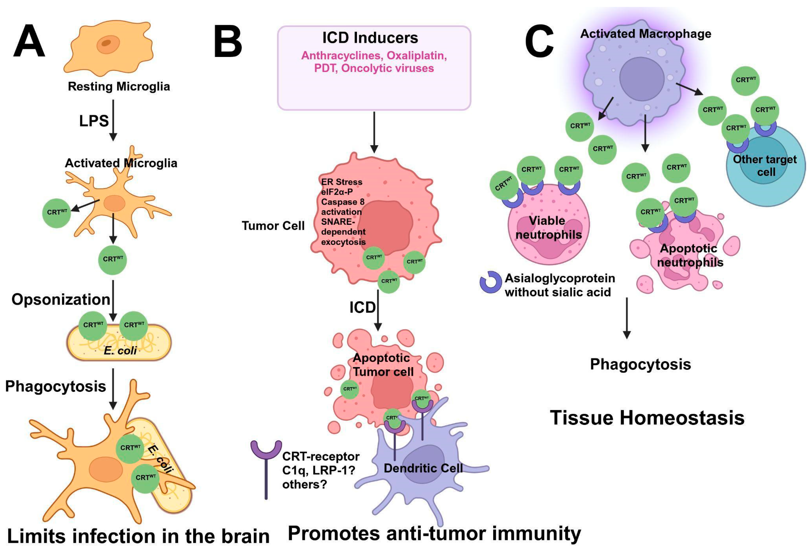 Cancers 17 00288 g005