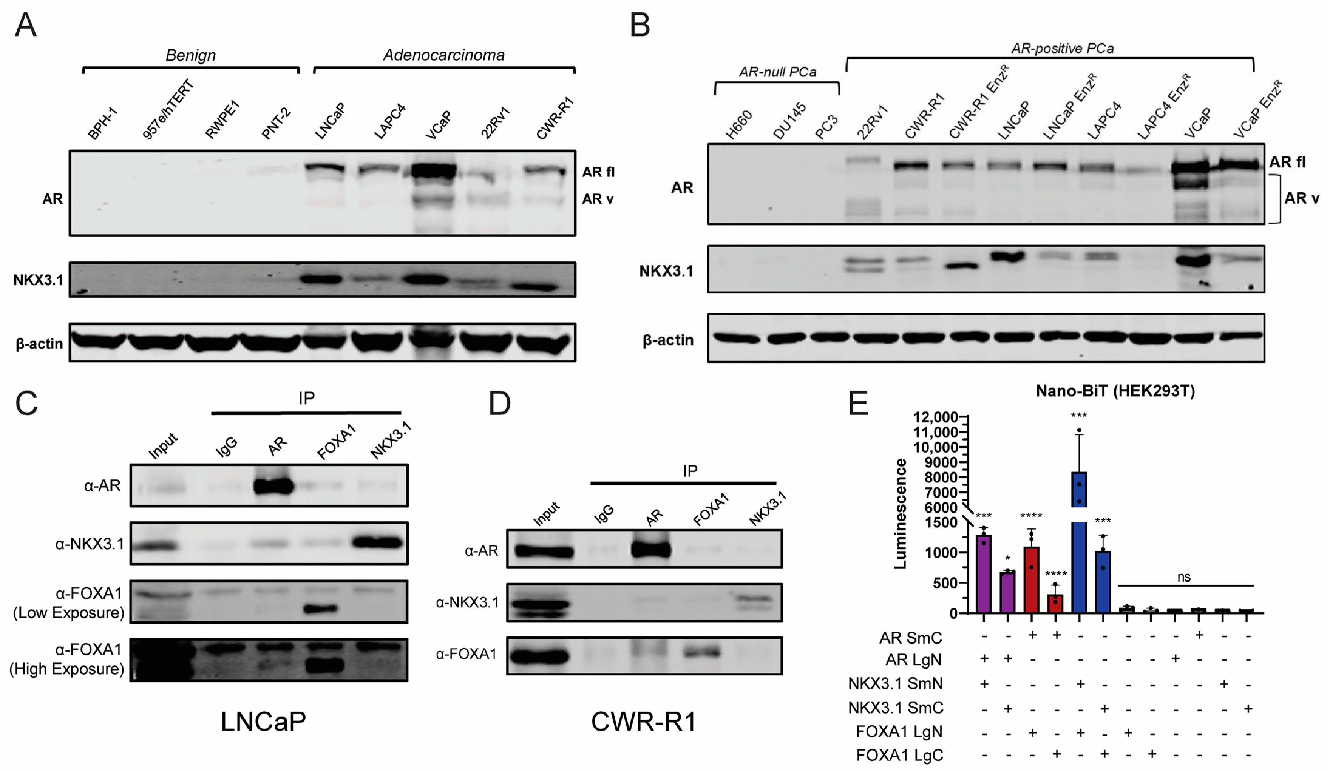 Cancers 17 00306 g001