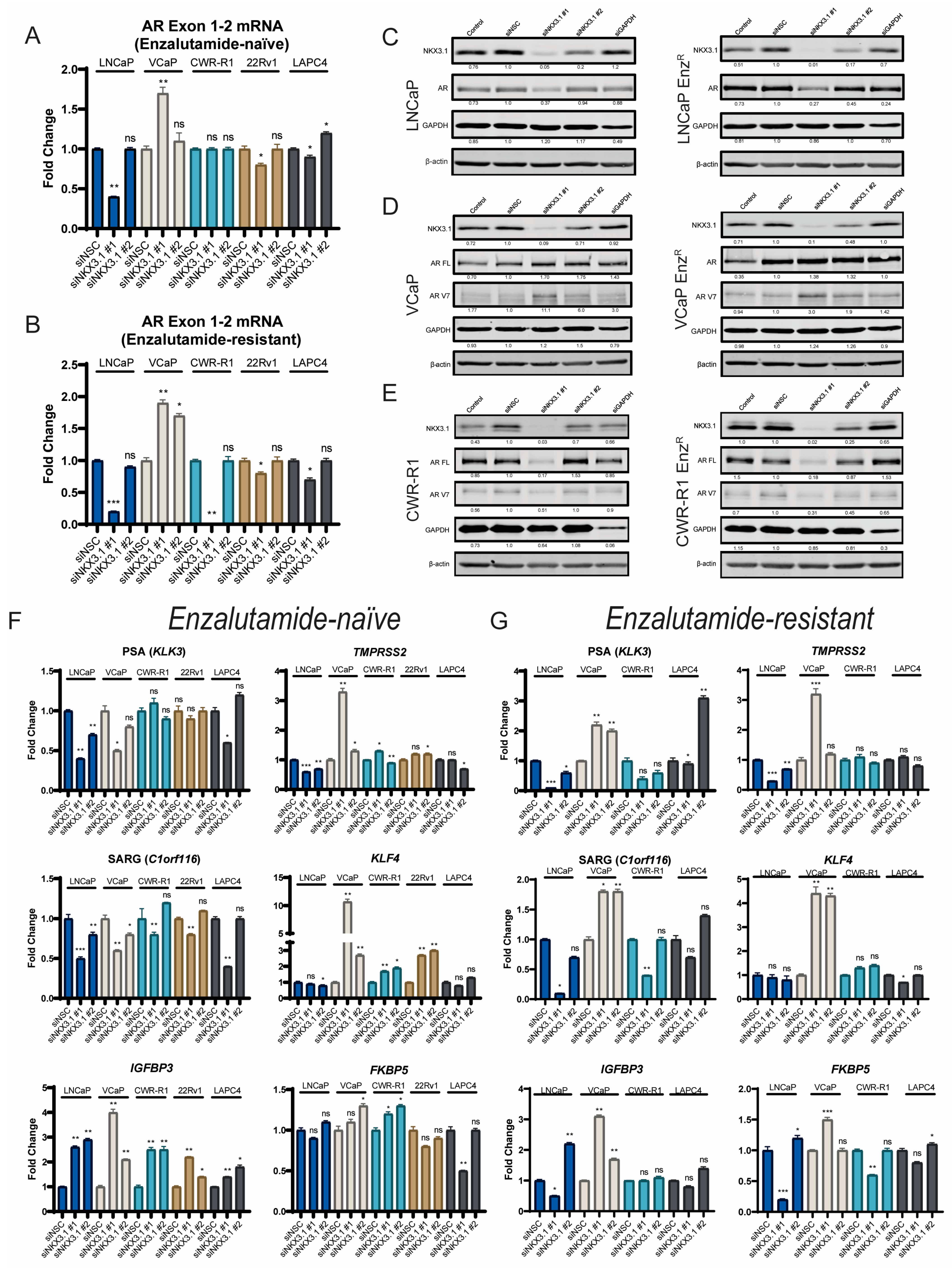 Cancers 17 00306 g003