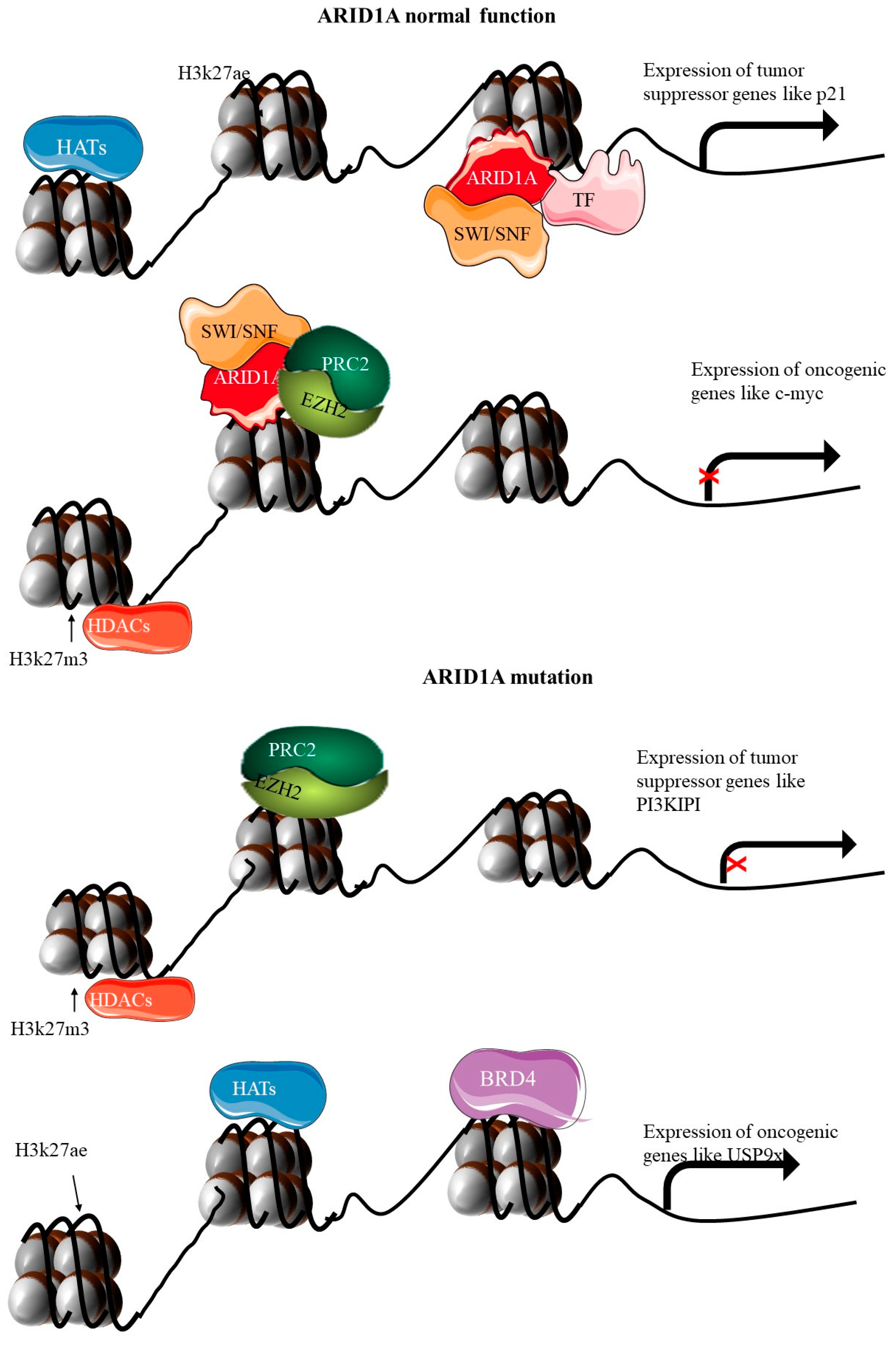 Cancers 17 00320 g005