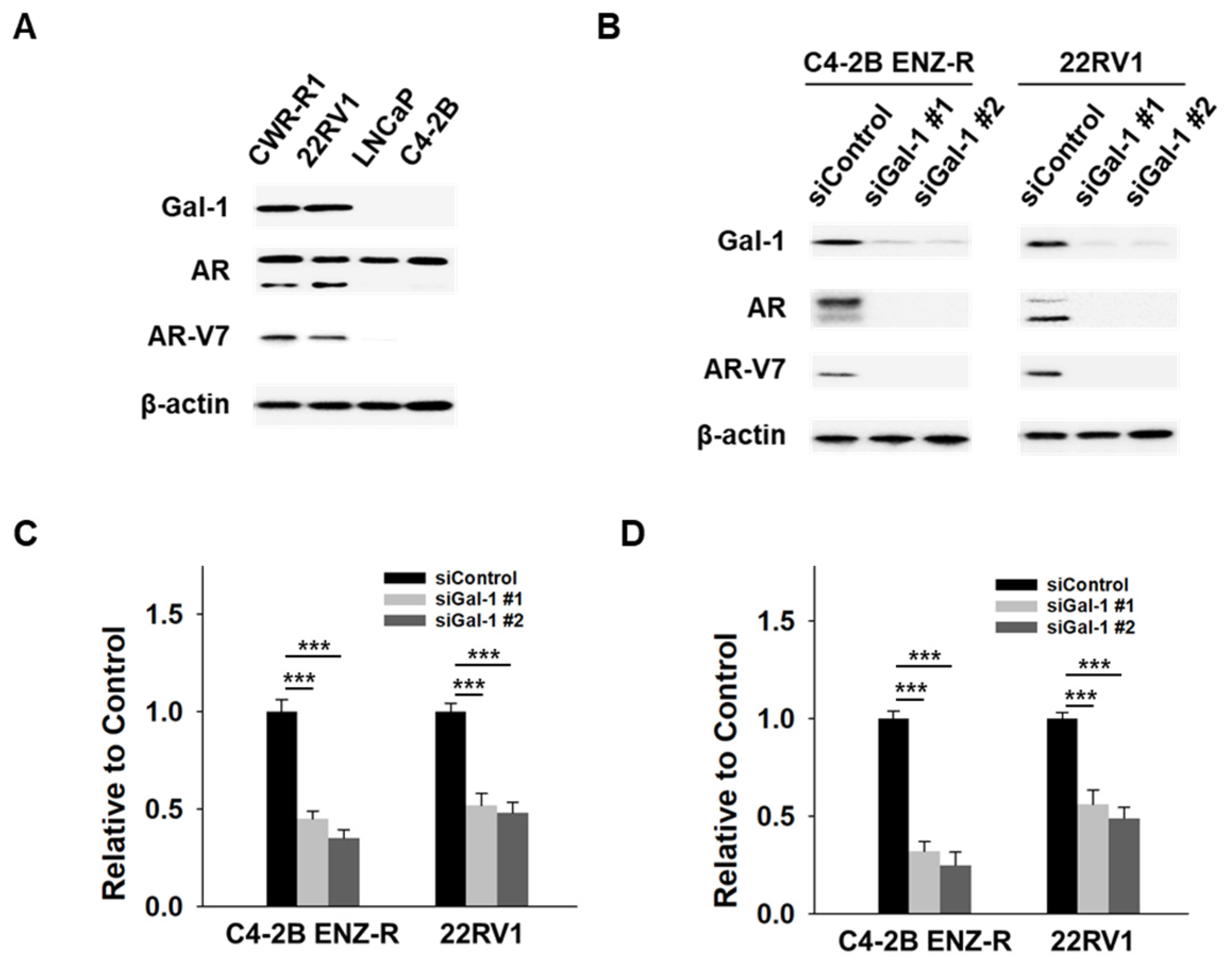 Cancers 17 00351 g003