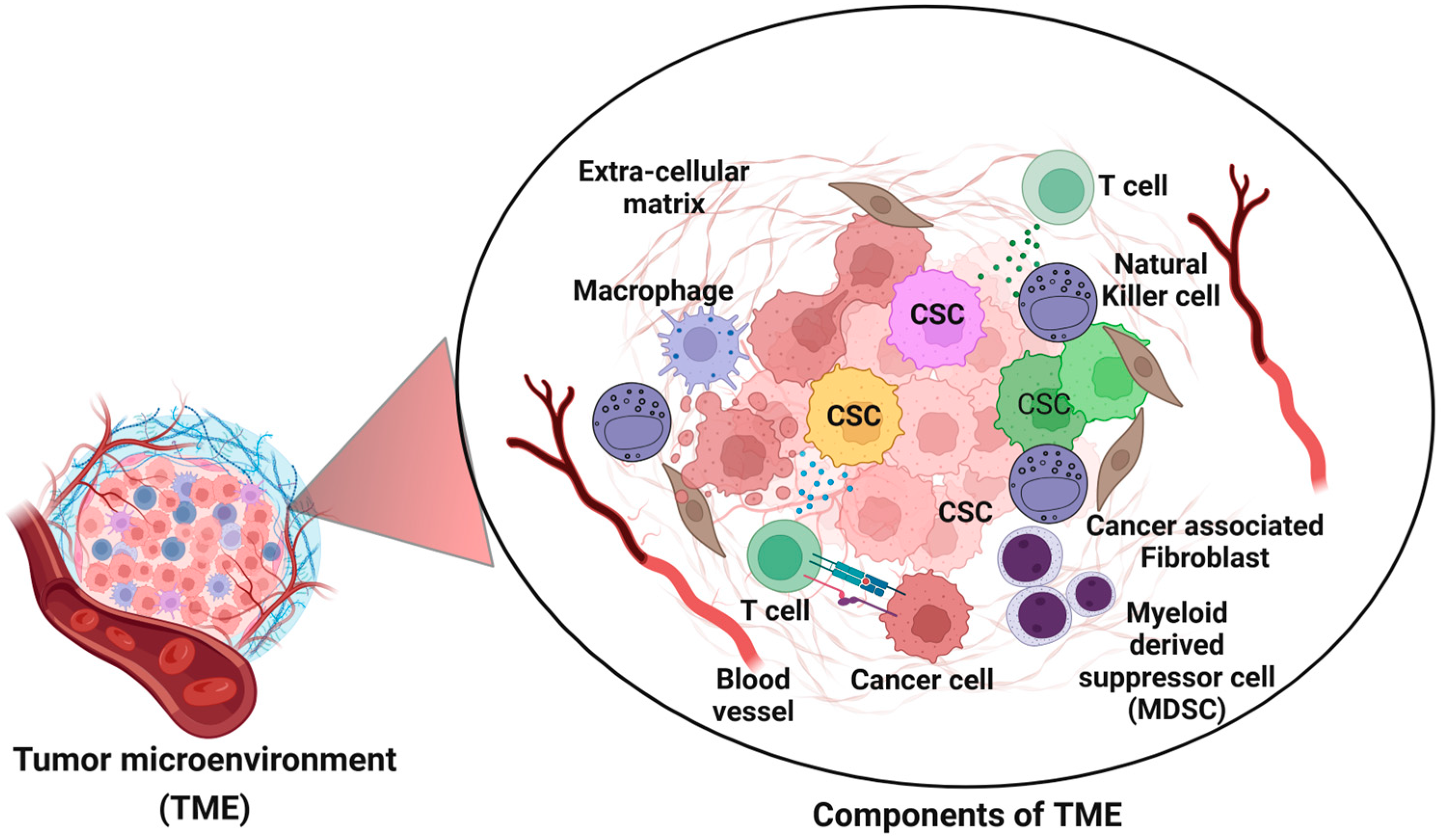 Deciphering the Role of Cancer Stem Cells: Drivers of Tumor Evolution ...