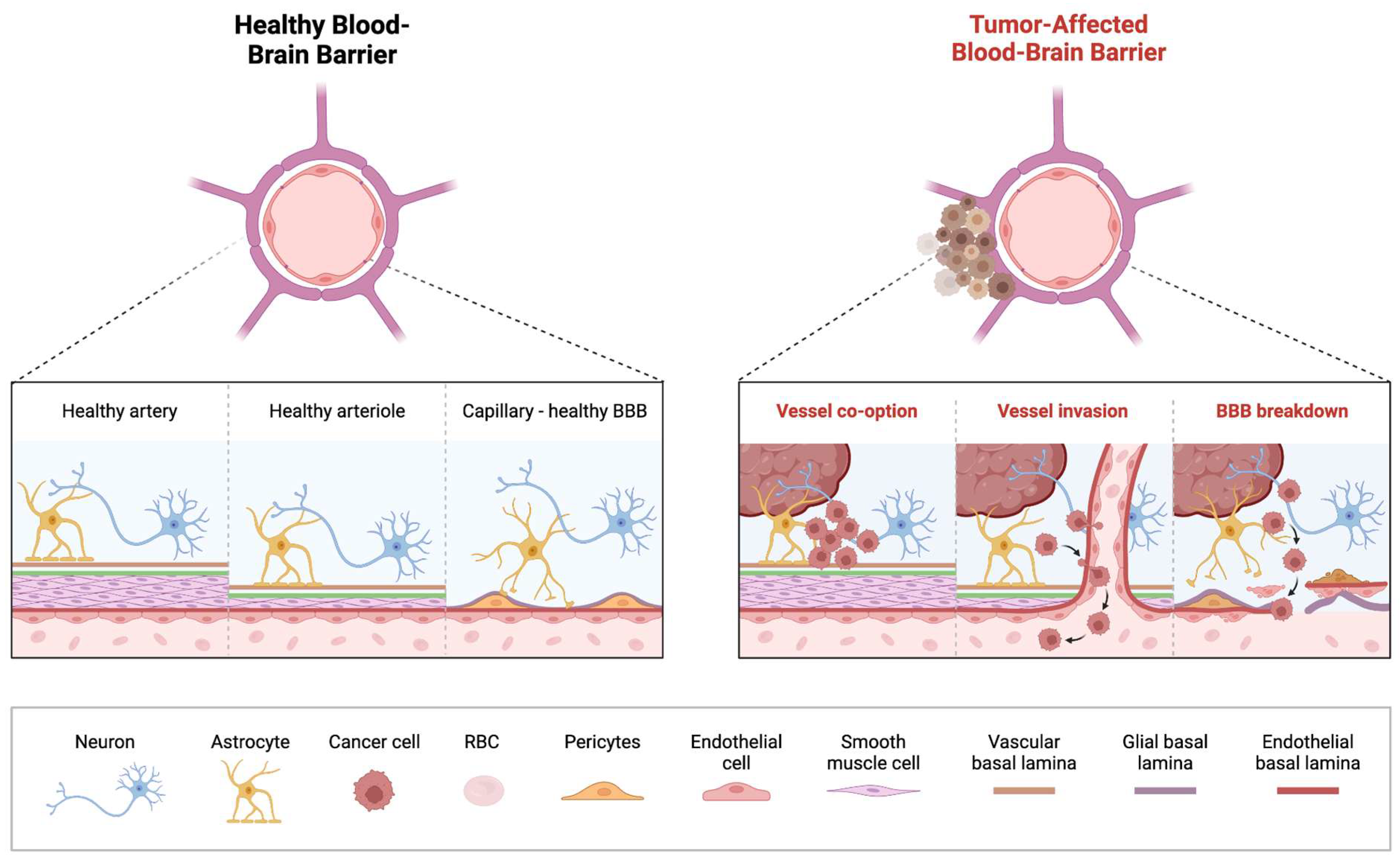 Cancers 17 00439 g001