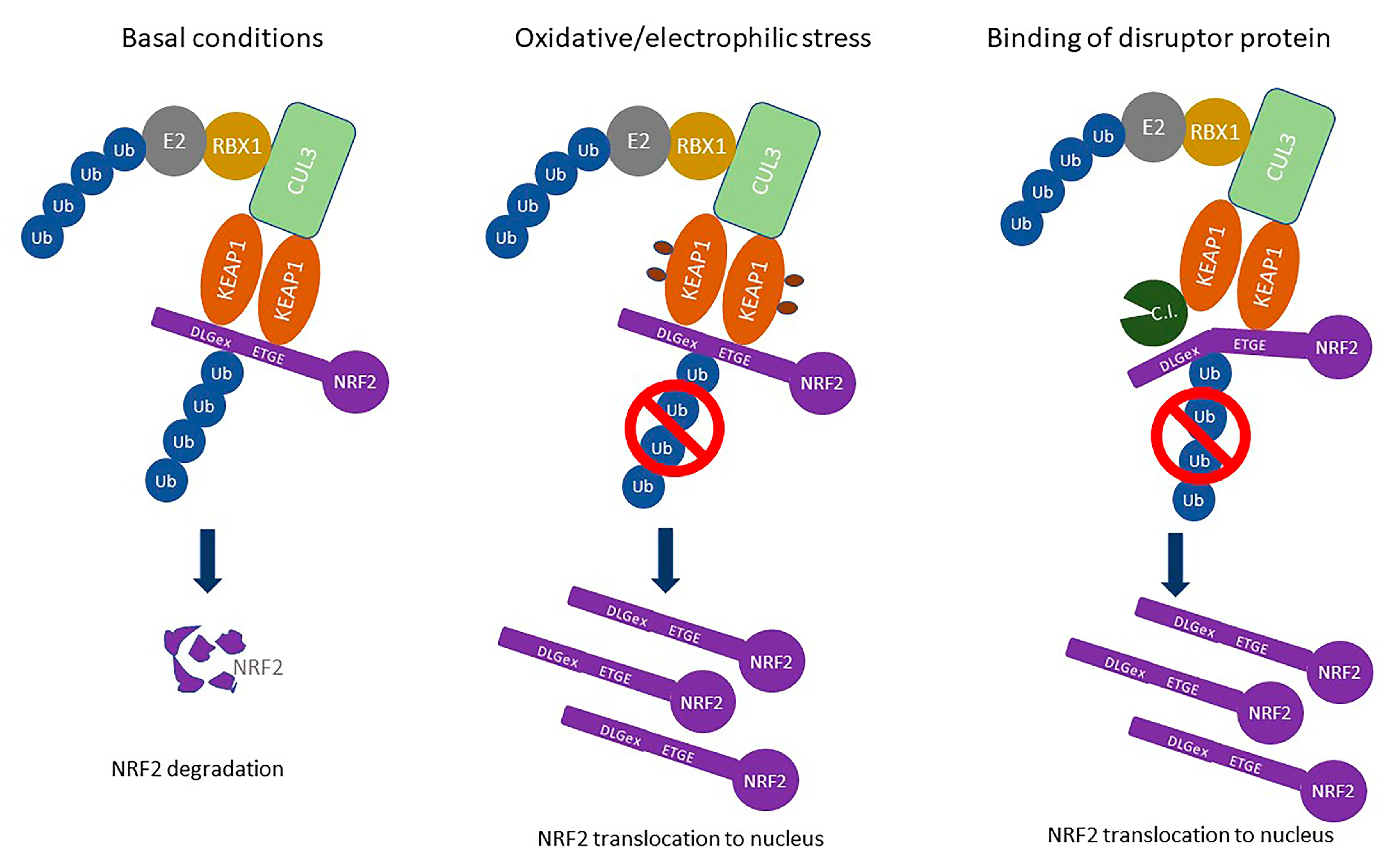 Cancers 17 00447 g001
