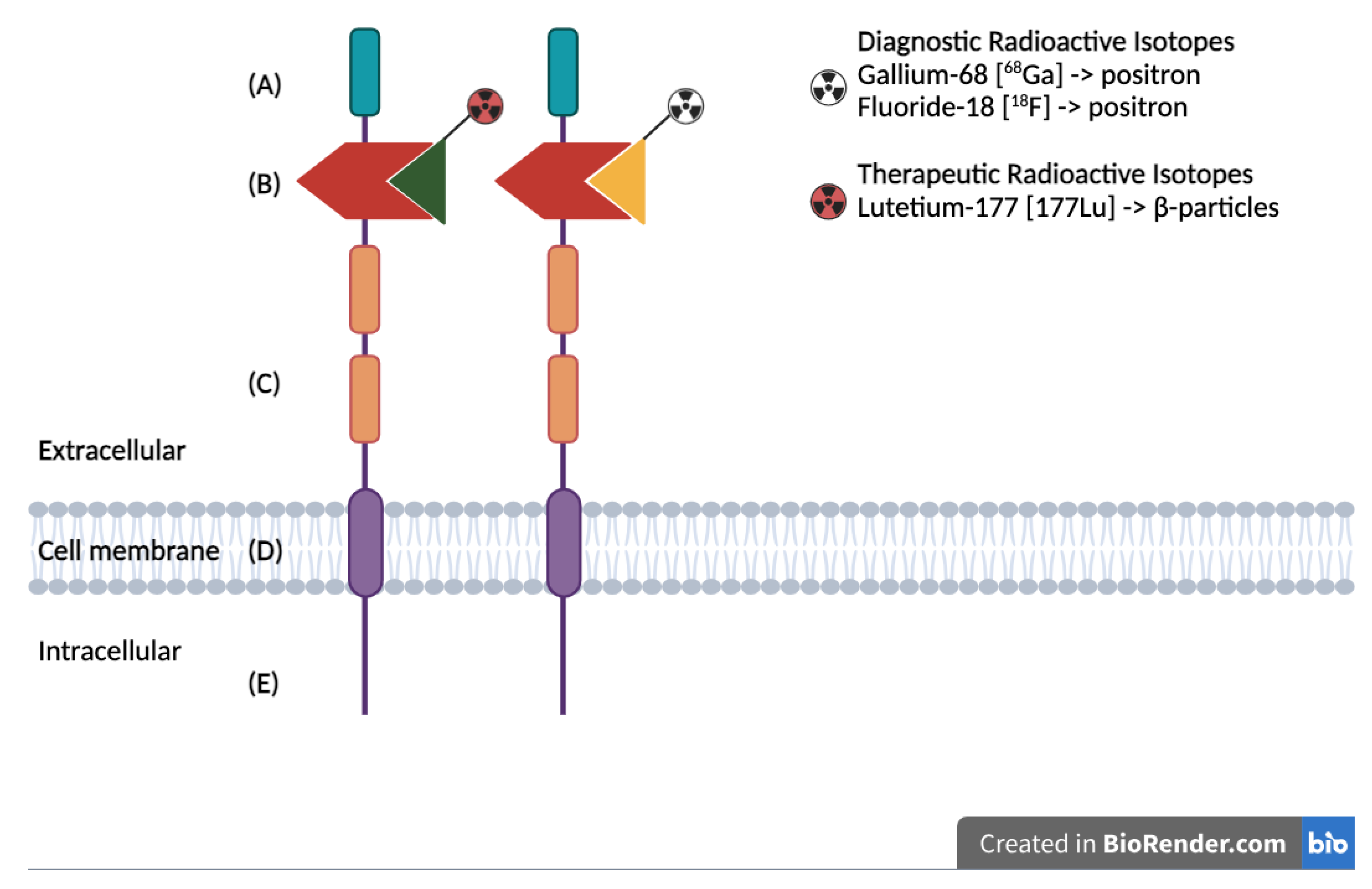 Cancers 17 00456 g001