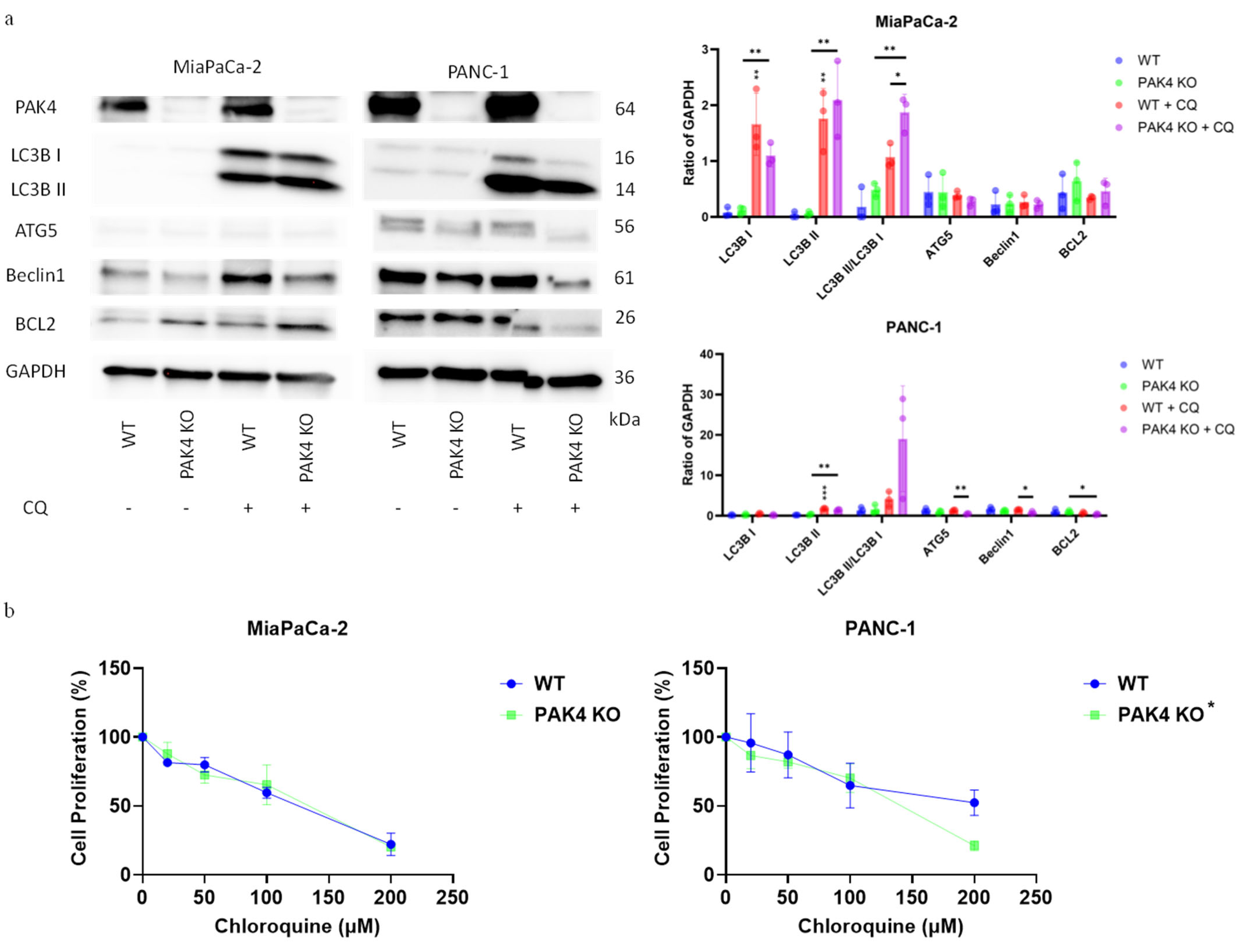 Cancers 17 00511 g005