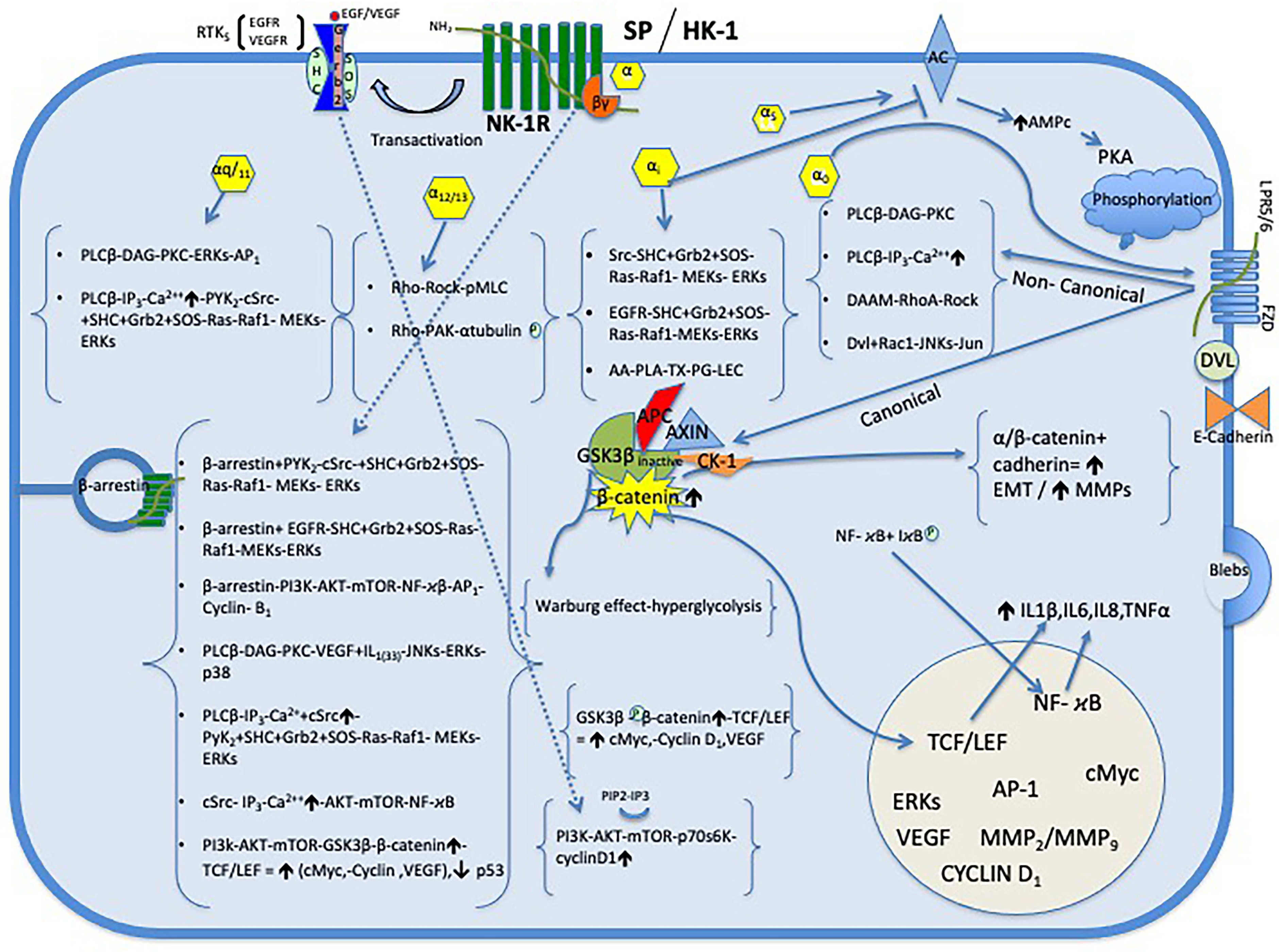 Cancers 17 00520 g001