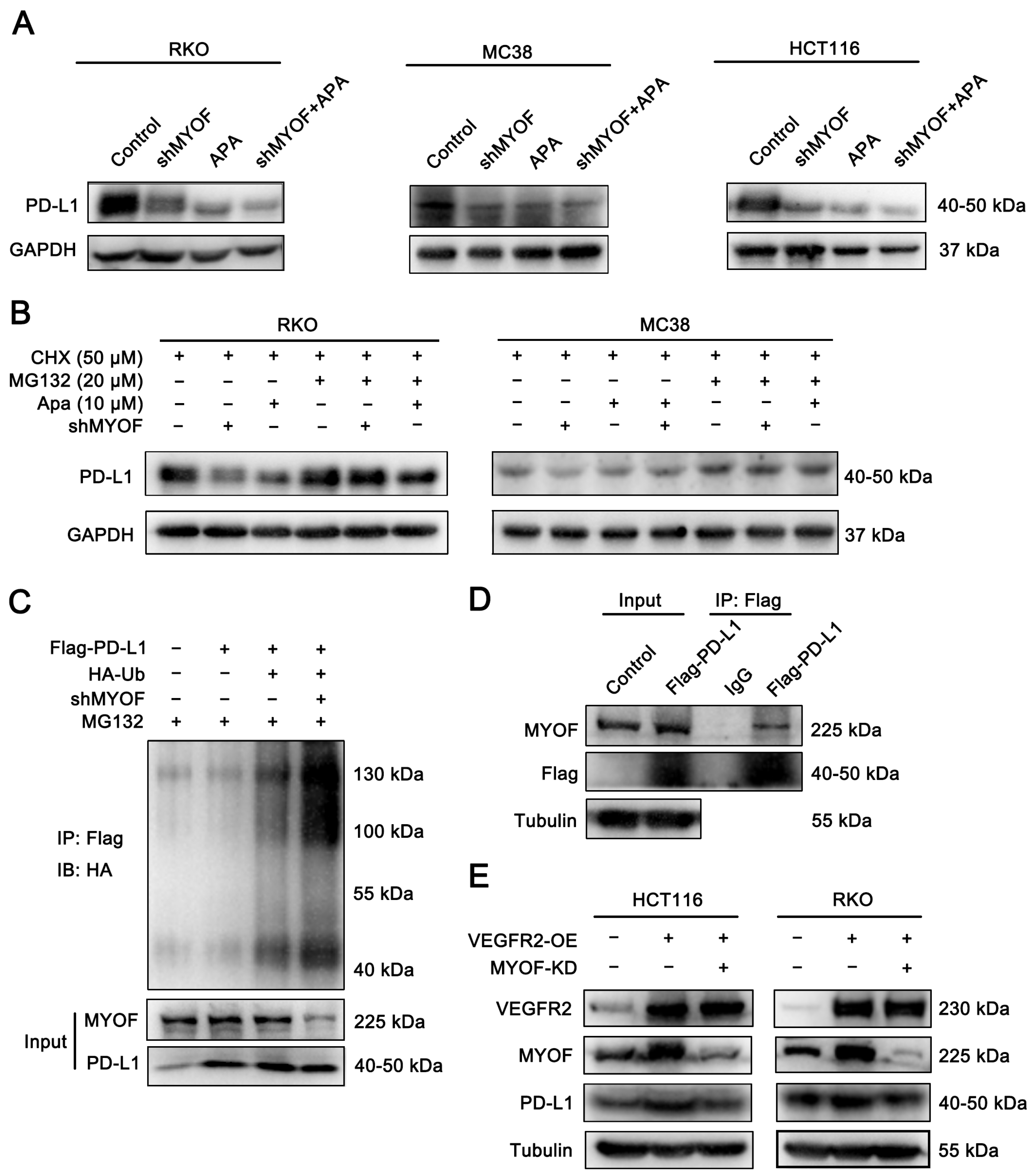 Cancers 17 00524 g006