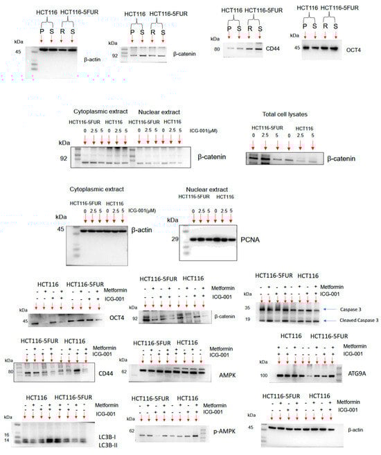 Cancers 17 00528 g0s2a
