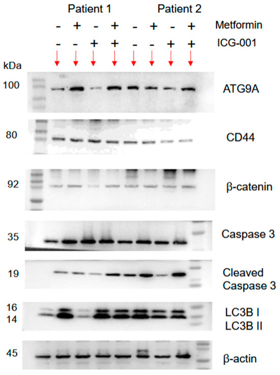 Cancers 17 00528 g0s2b