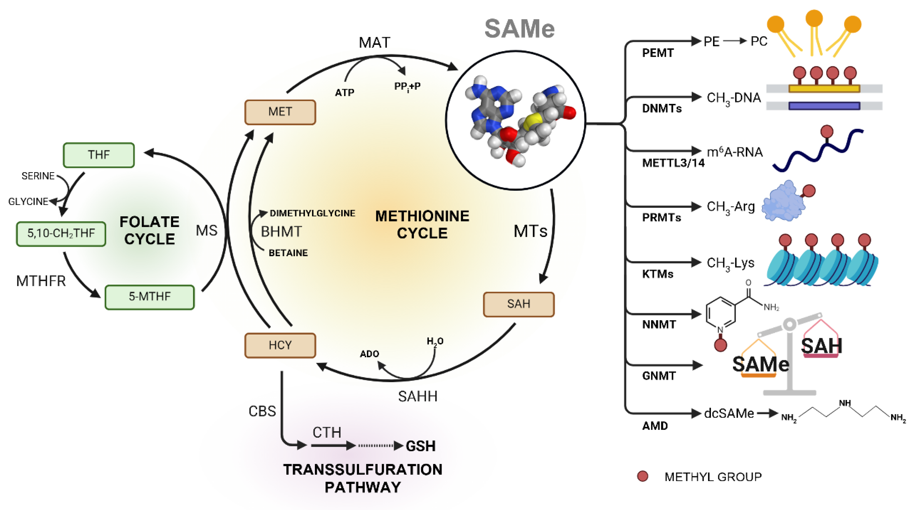 Cancers 17 00535 g001