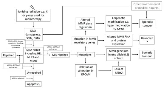 Cancers 17 00564 g001