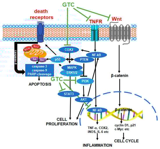 Cancers 17 00623 g005