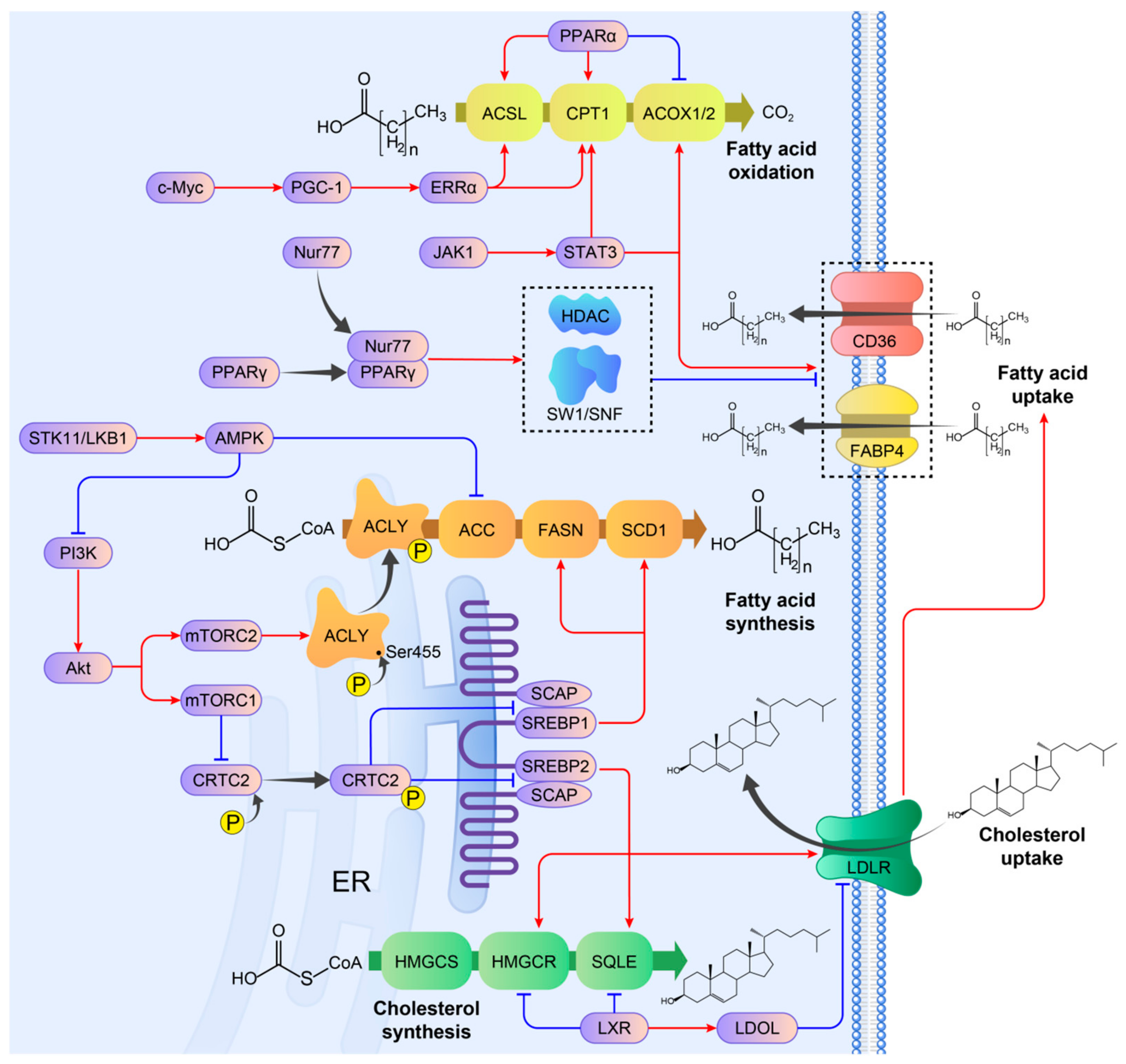 Cancers 17 00650 g002